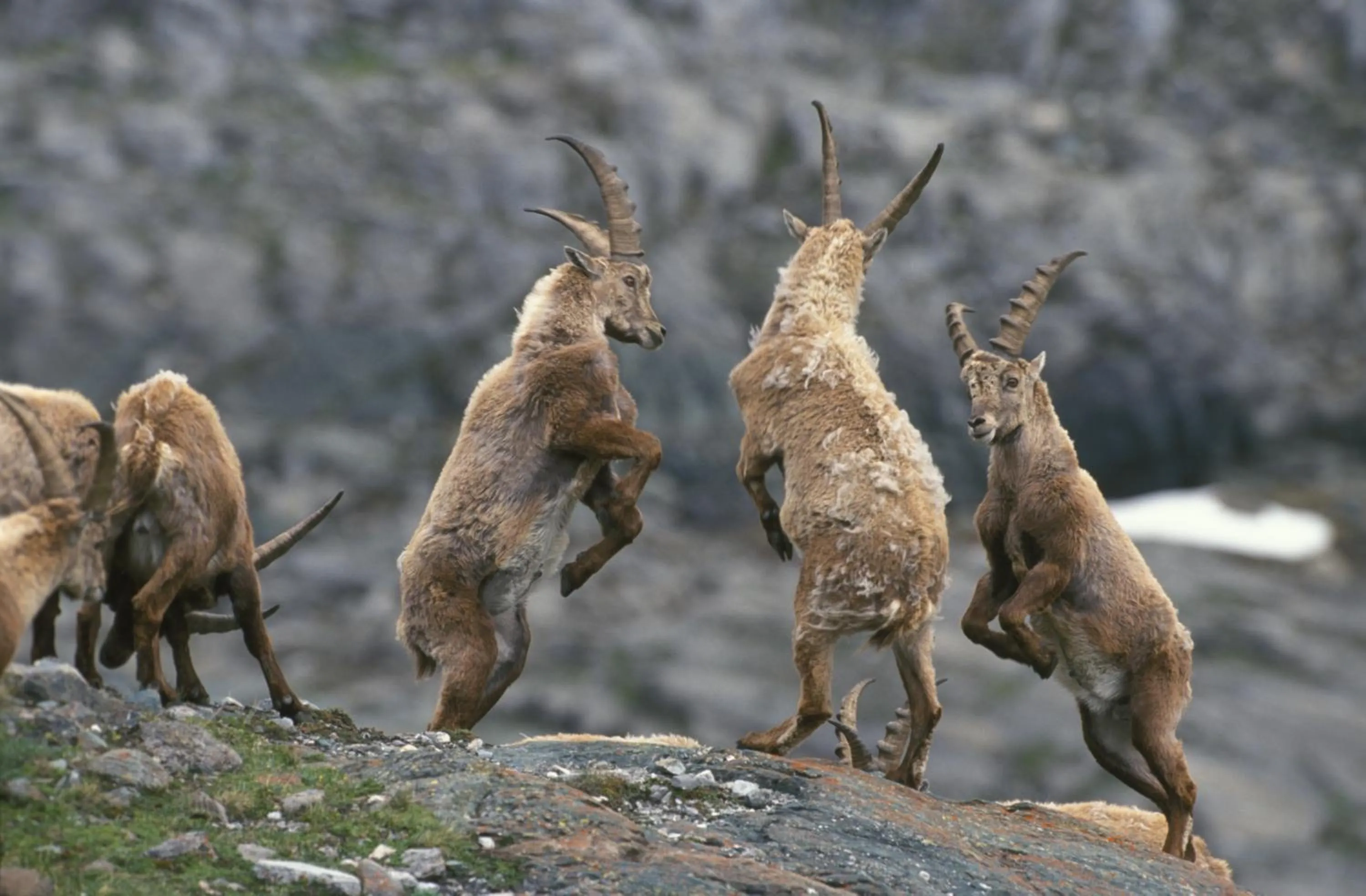 Animals in Hotel Hubertus