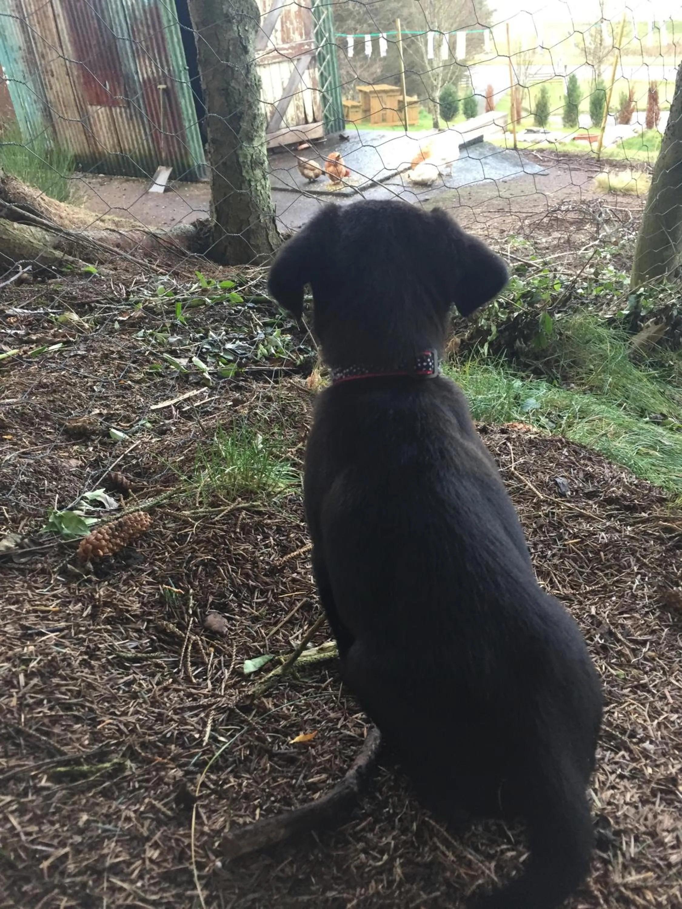 Pets in The Sheiling B&B - NC 500