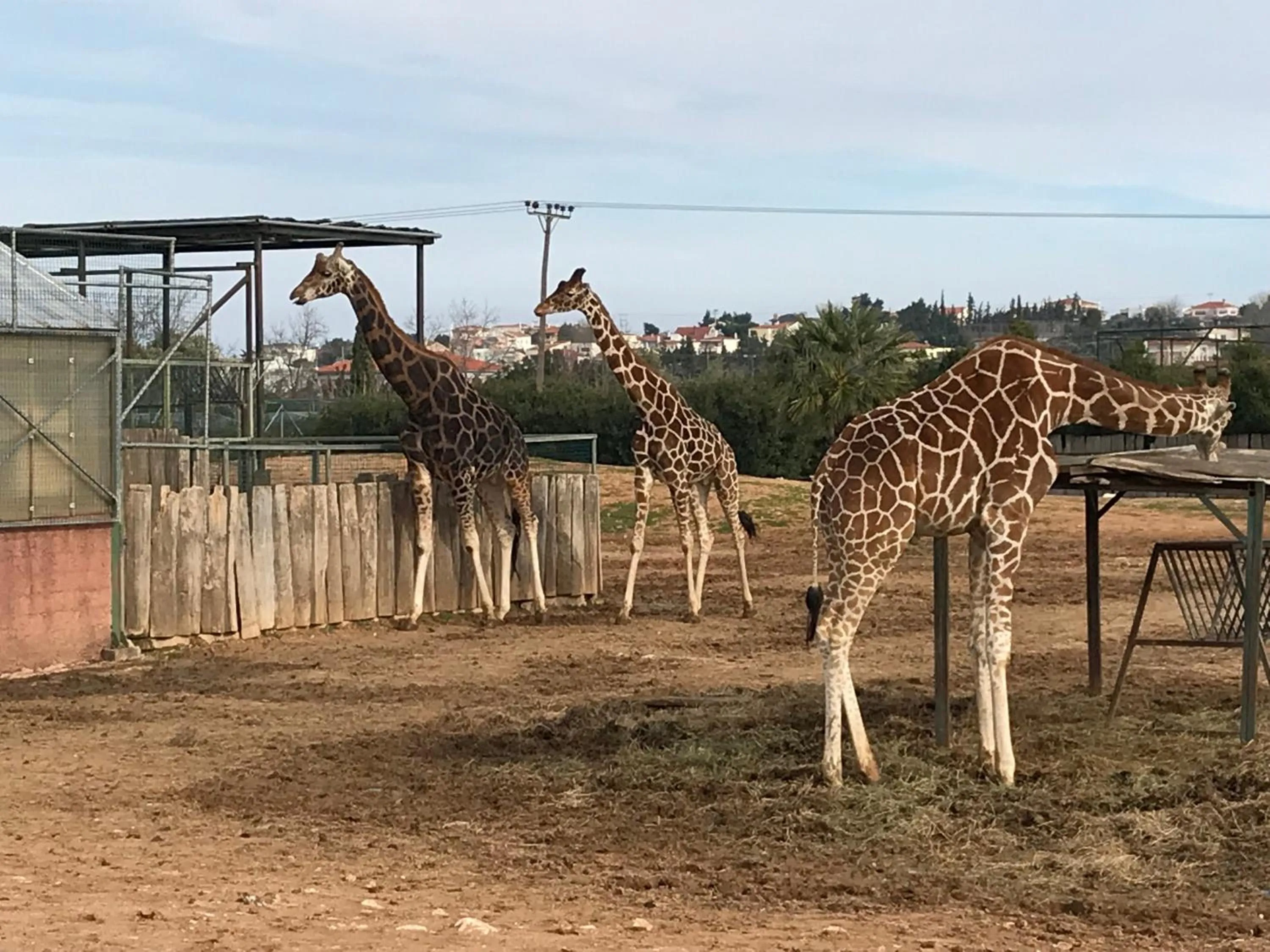 Activities in Dina's House