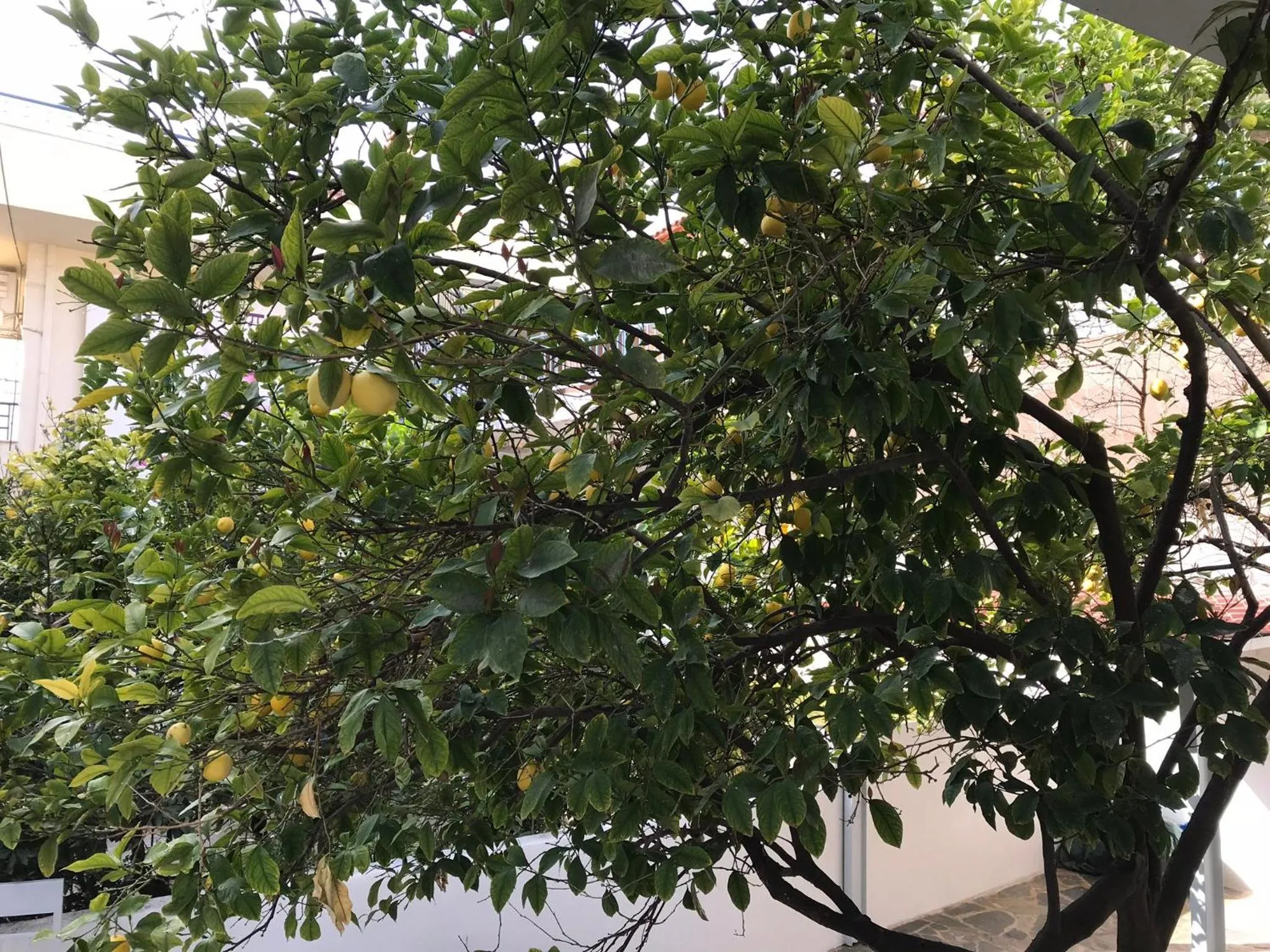 Garden in Dina's House