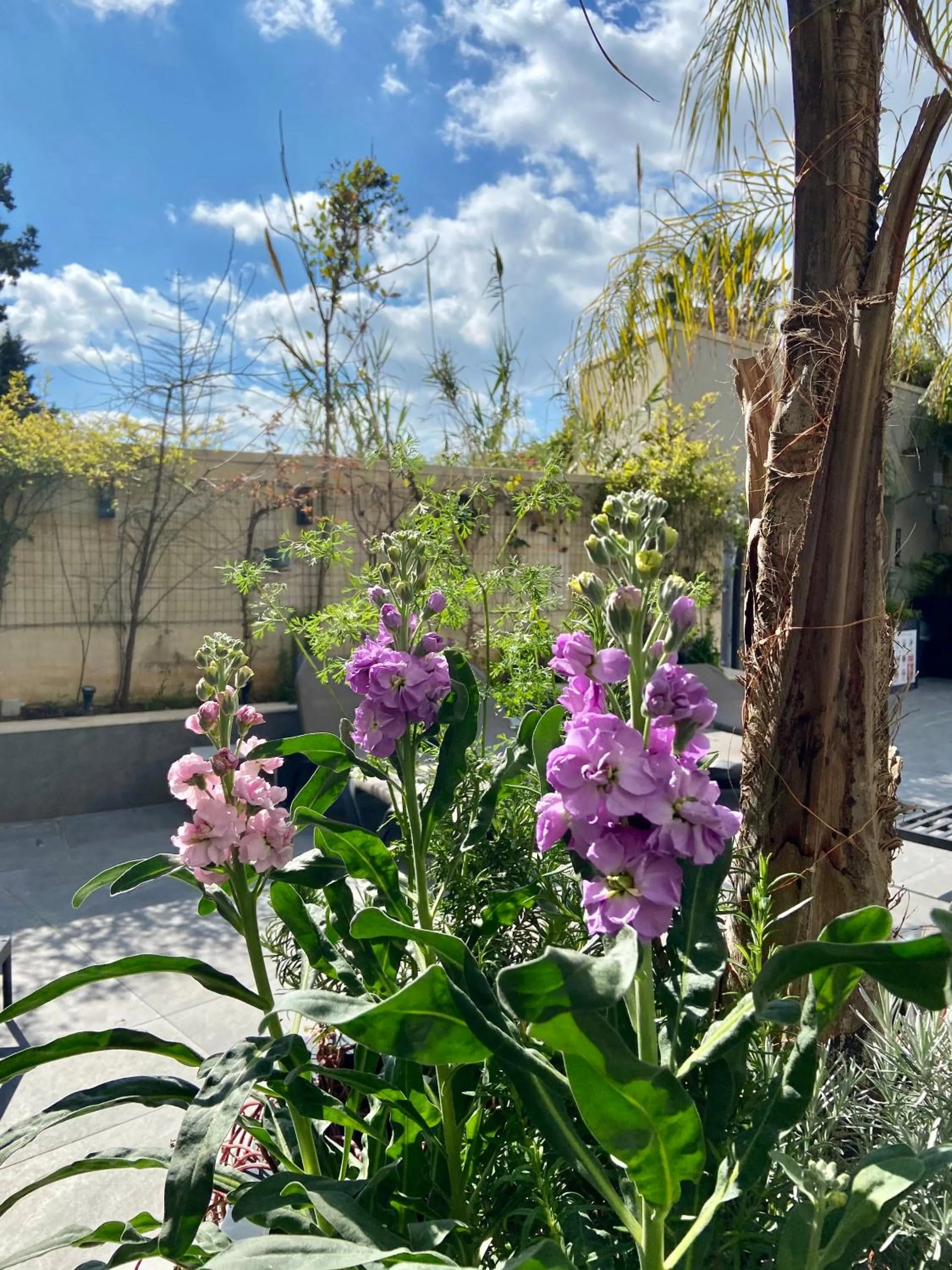 Garden in The Village Boutique and SPA