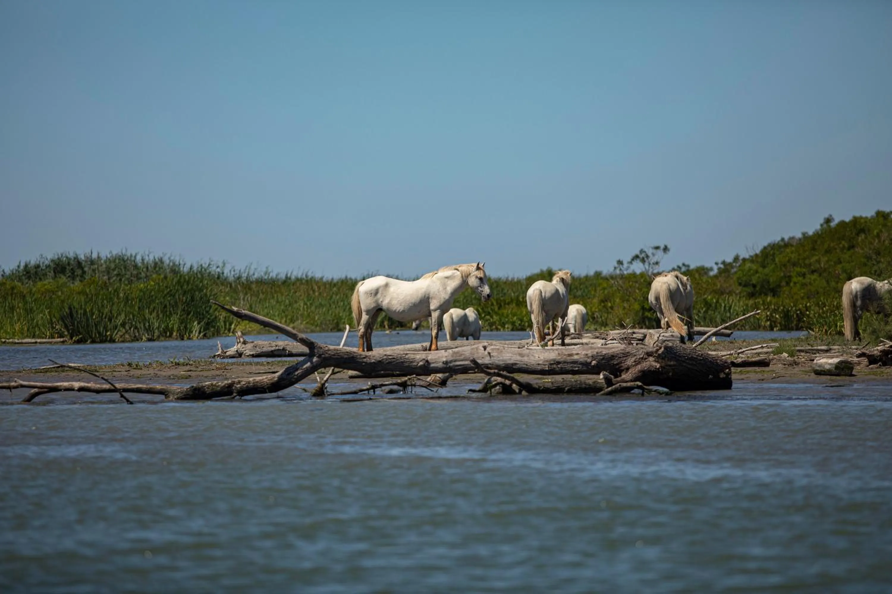 Spring in Mas de la Fouque - Hôtel & Spa