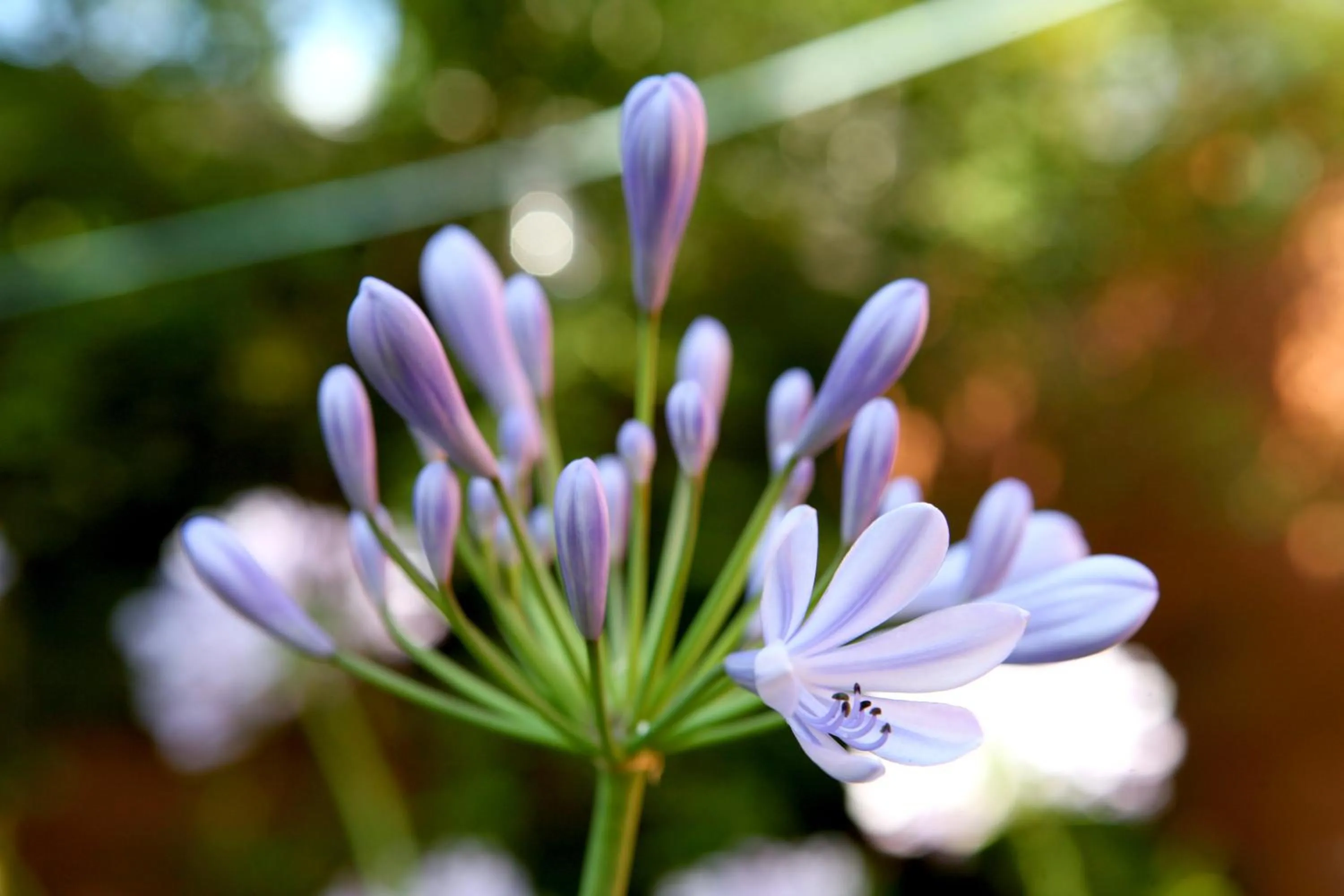 Garden in Nigel Restaurant & Hotel im Wendland