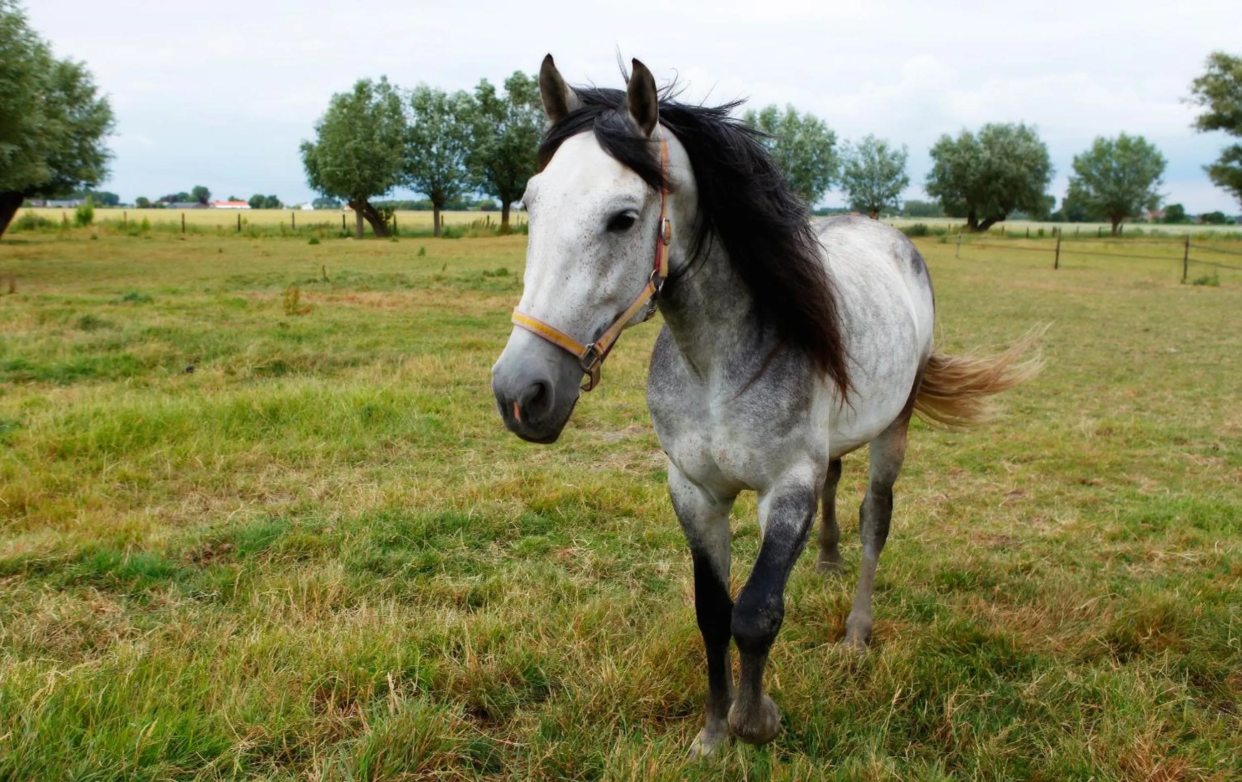Neighbourhood in Het Zoete Pèèrd