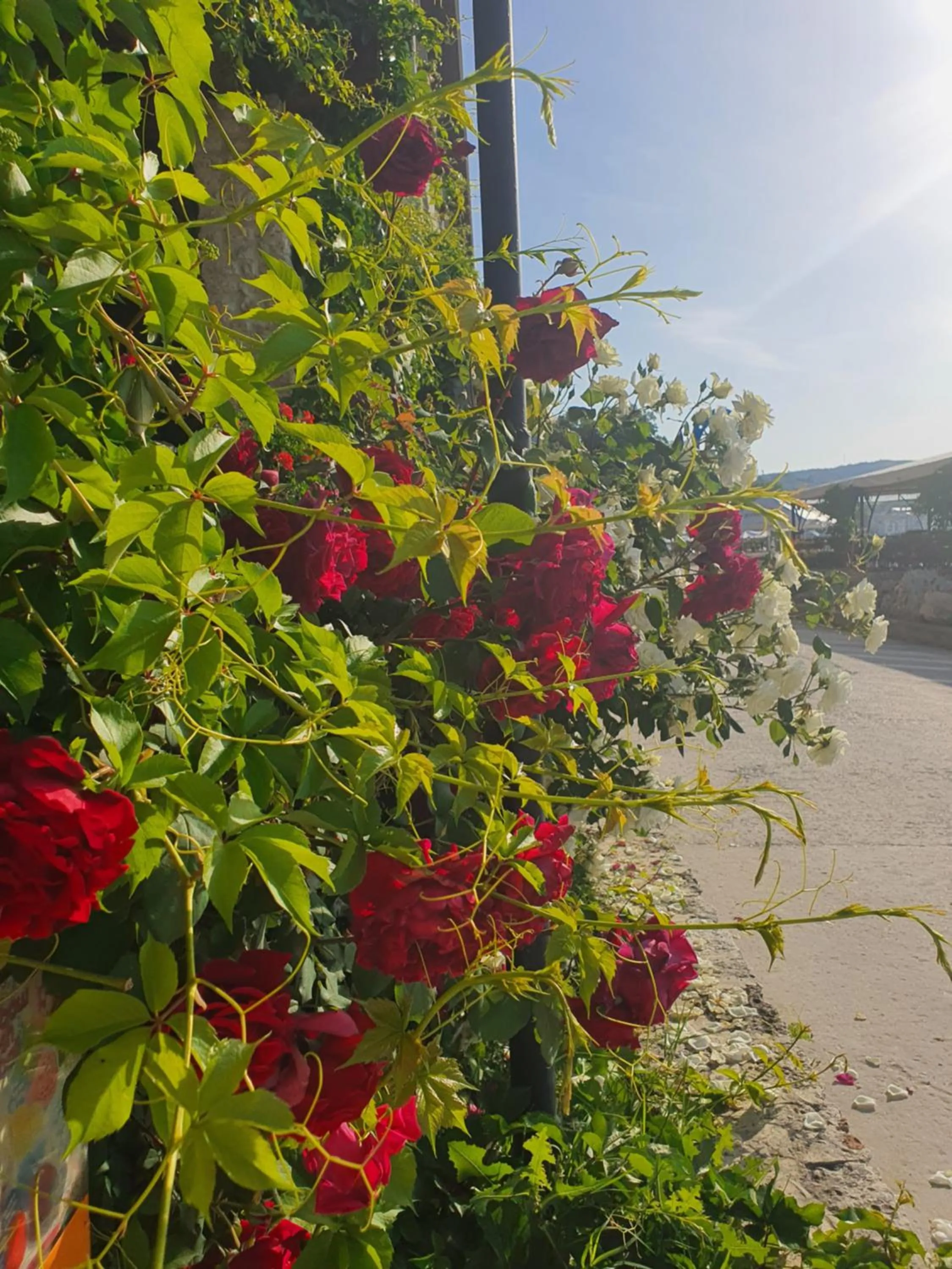 Garden in Regina Maria Spa Design Hotel