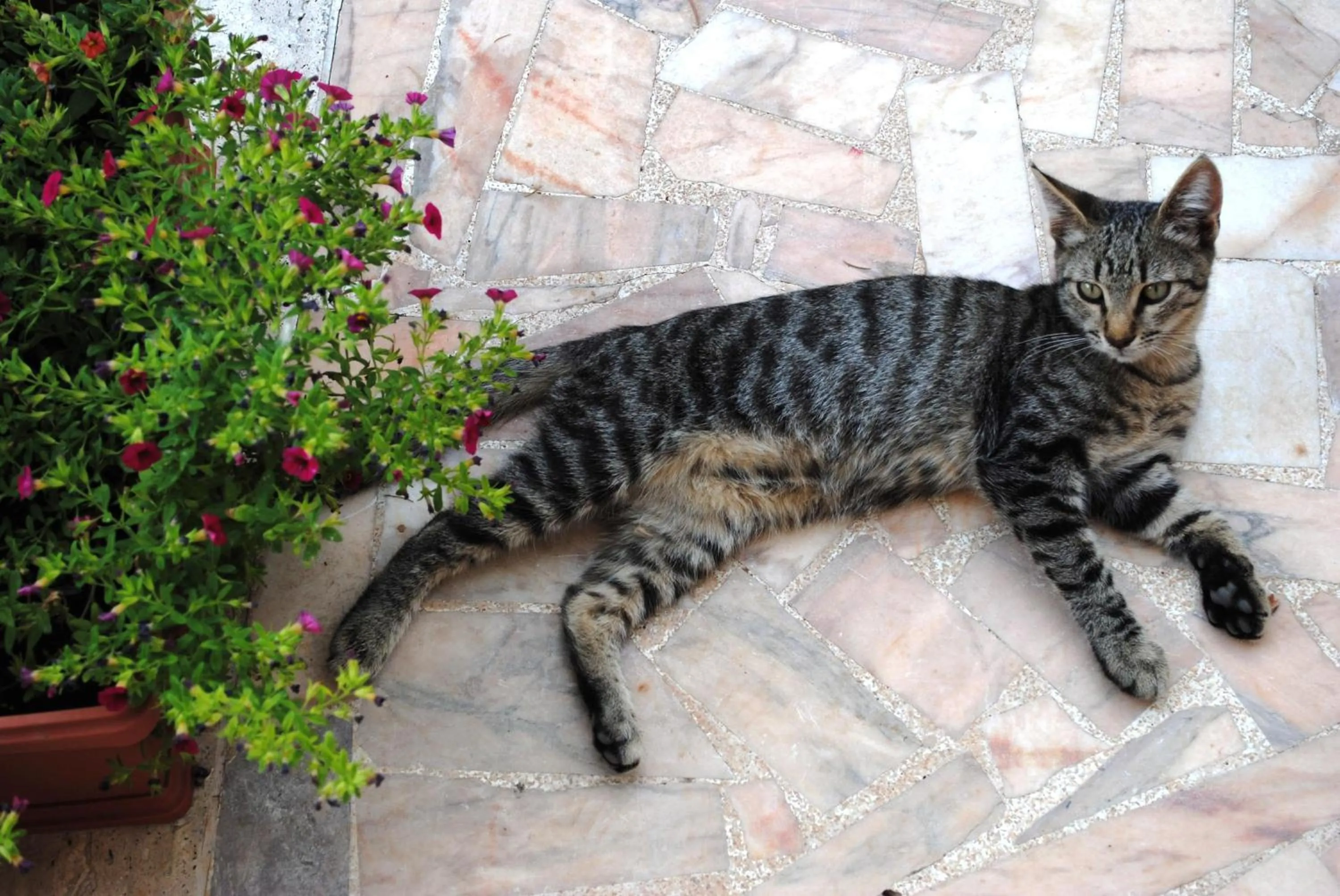 Garden in Dimora Romano
