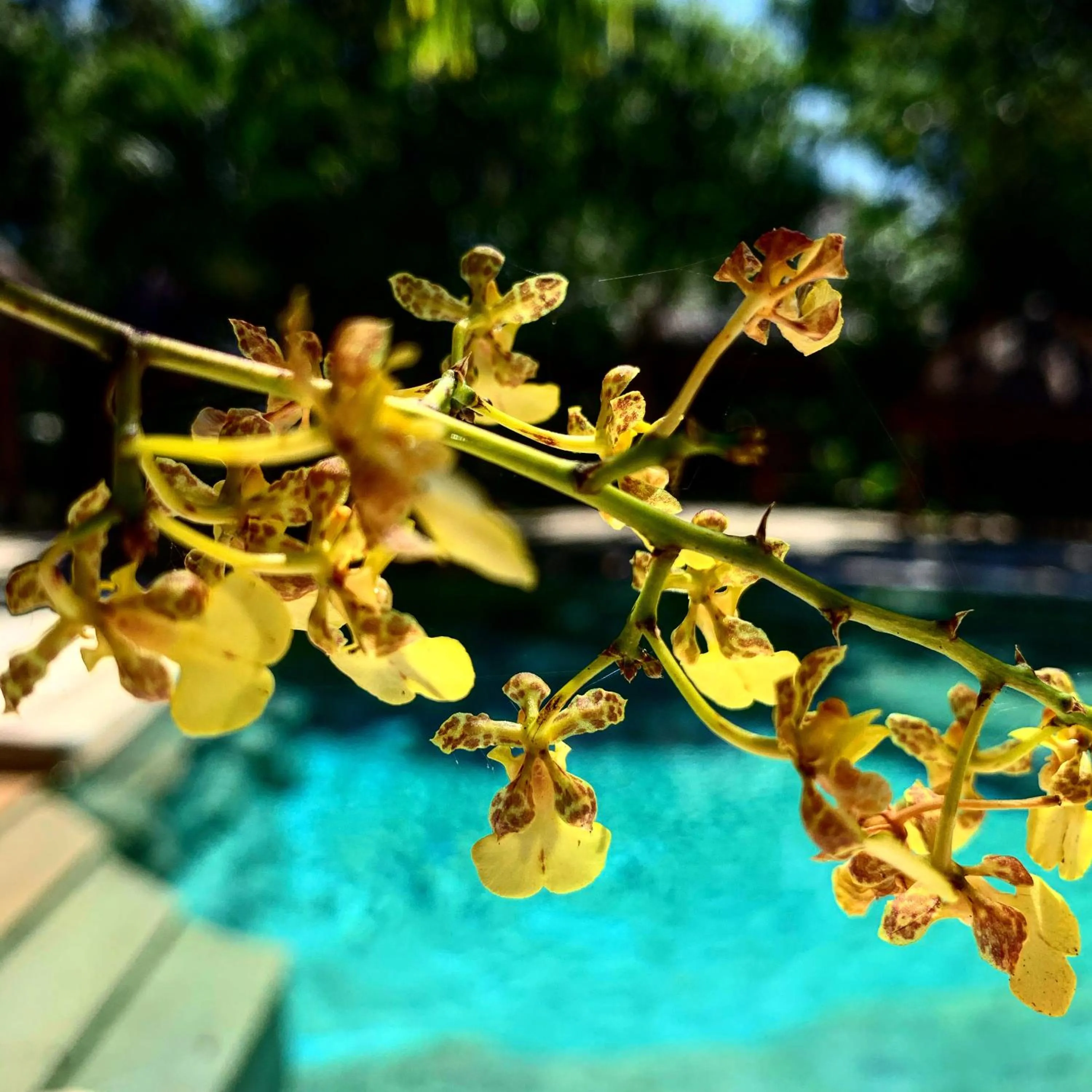 Swimming pool in La Villa Mexicana by Diving Prestige