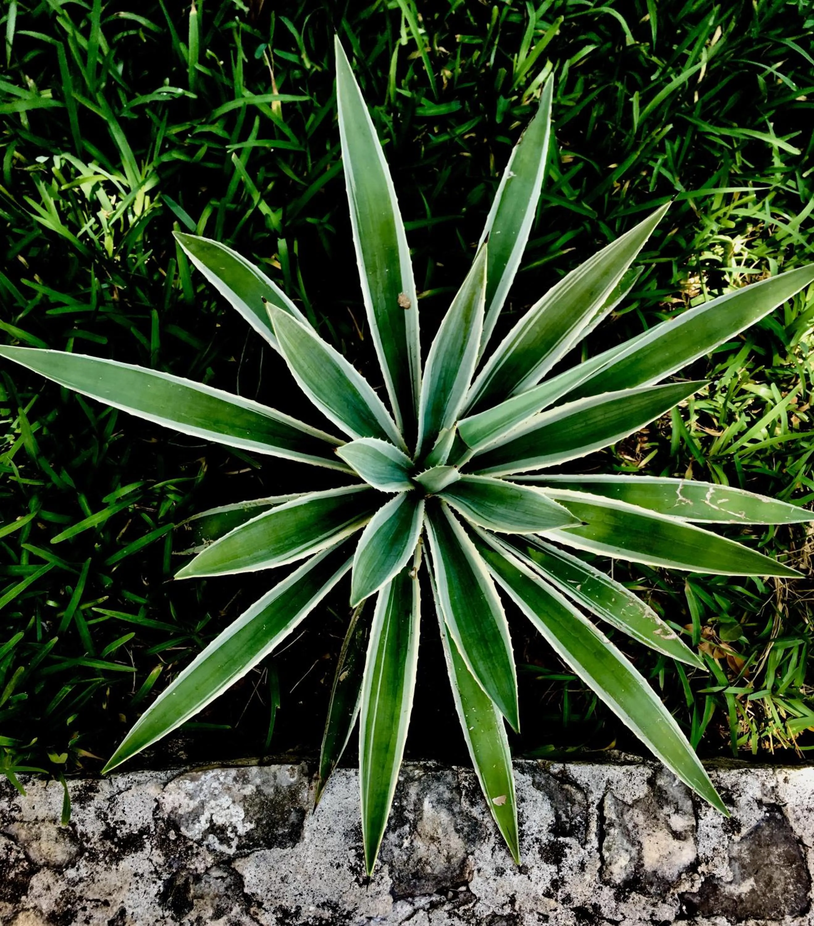 Patio in La Villa Mexicana by Diving Prestige