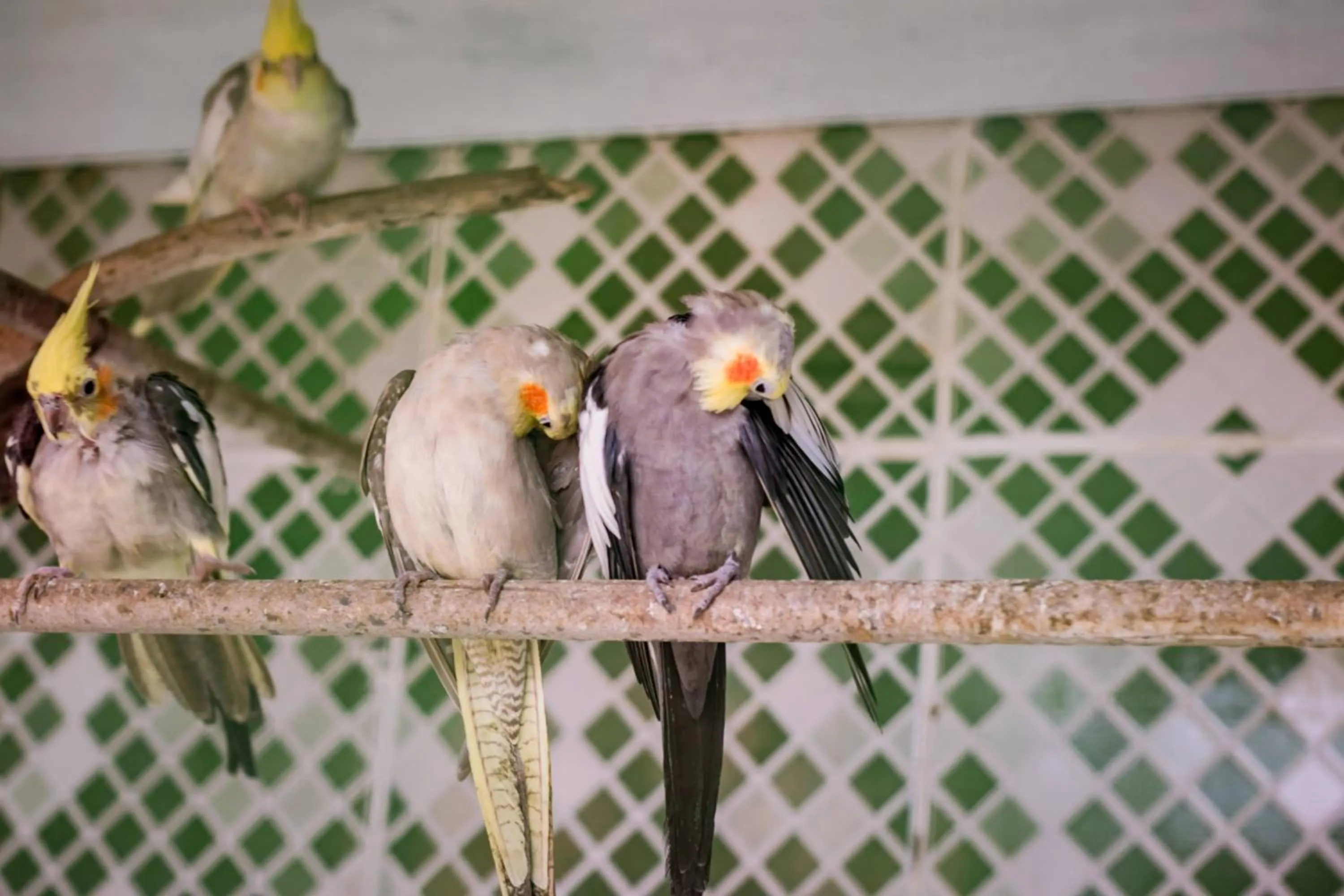 Animals in Flats Tartaruga Búzios