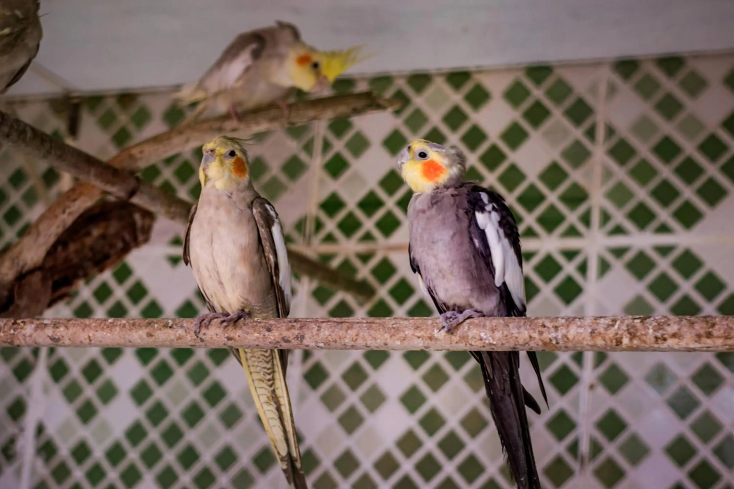 Animals in Flats Tartaruga Búzios