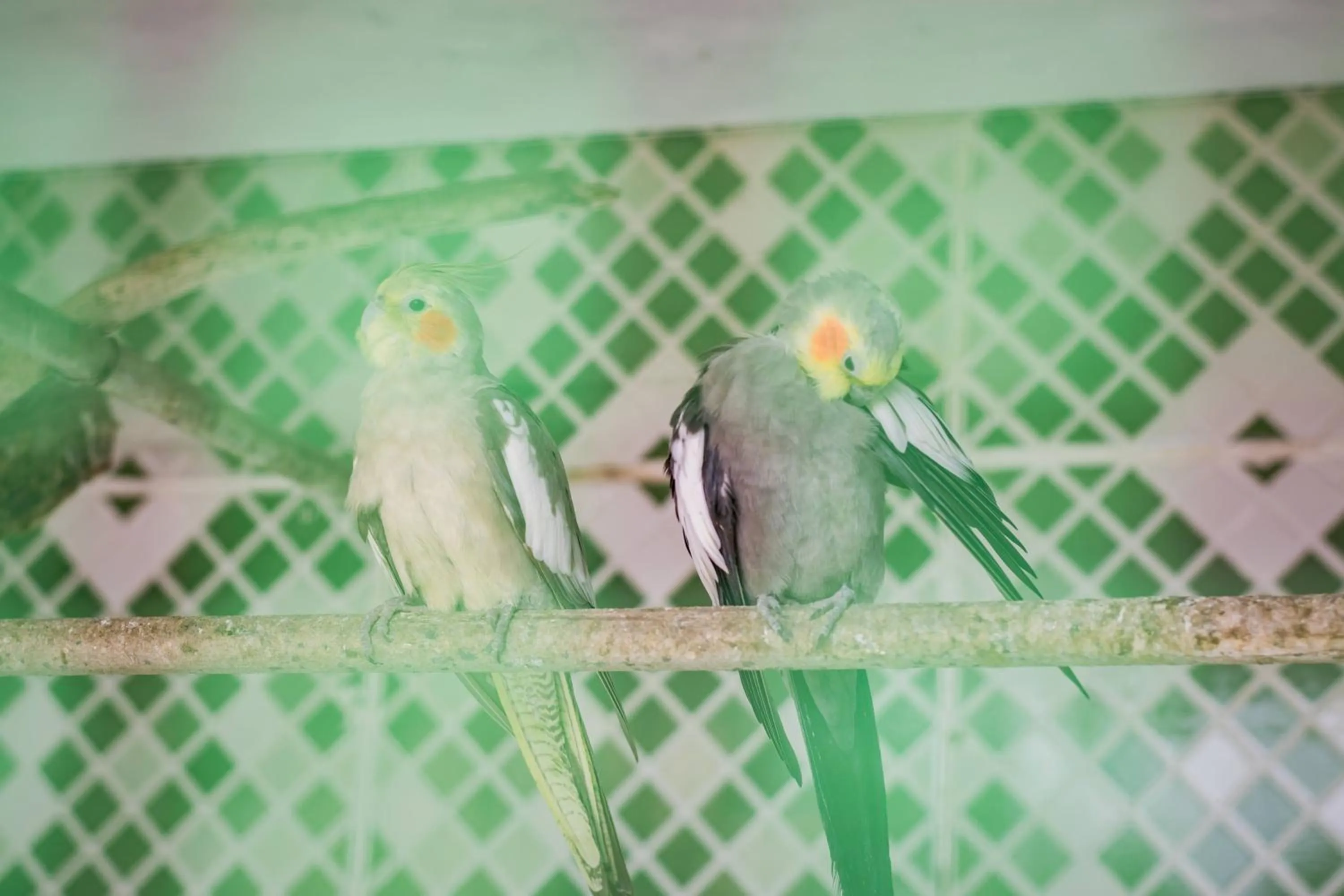 Property building in Flats Tartaruga Búzios