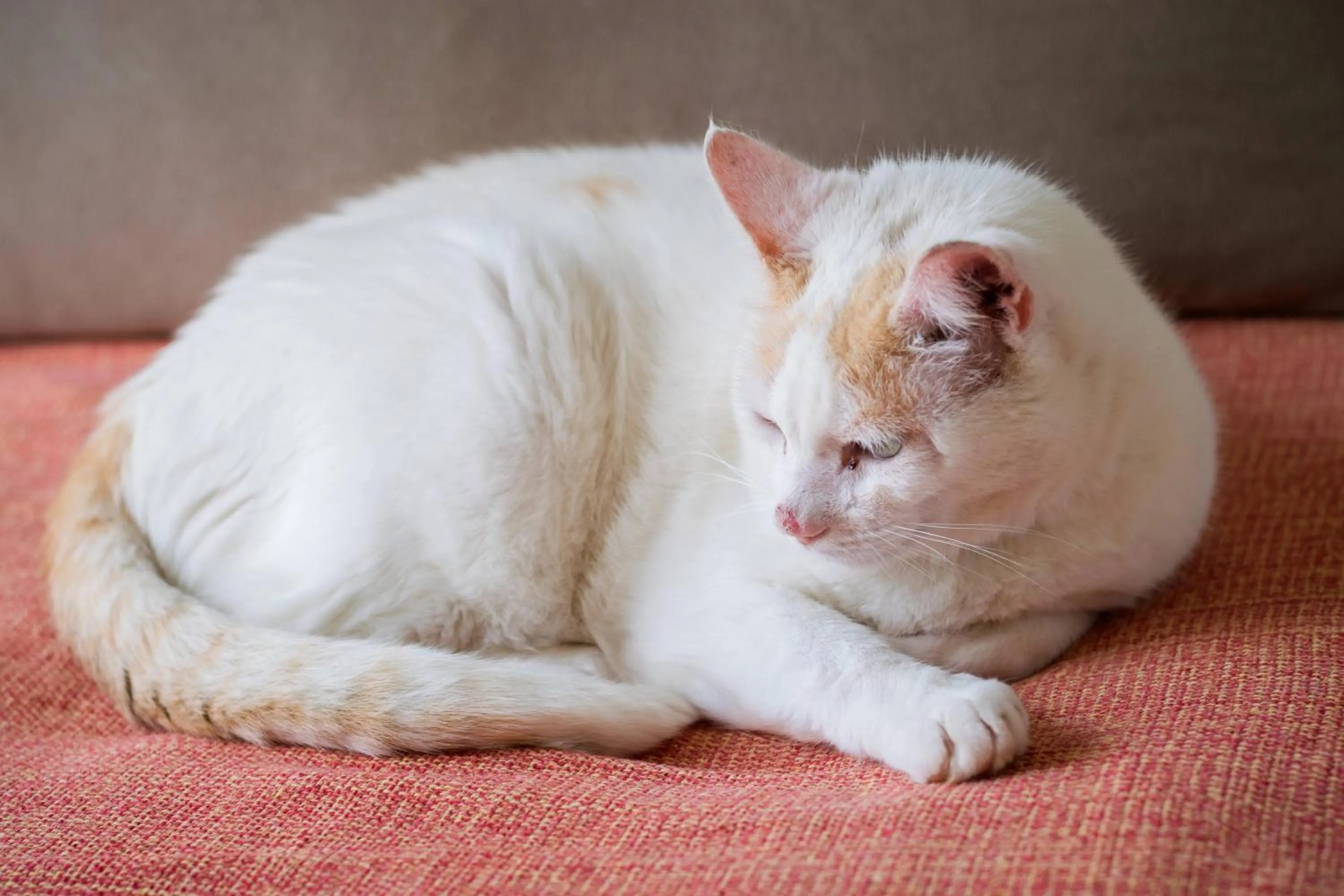 Pets in Flats Tartaruga Búzios