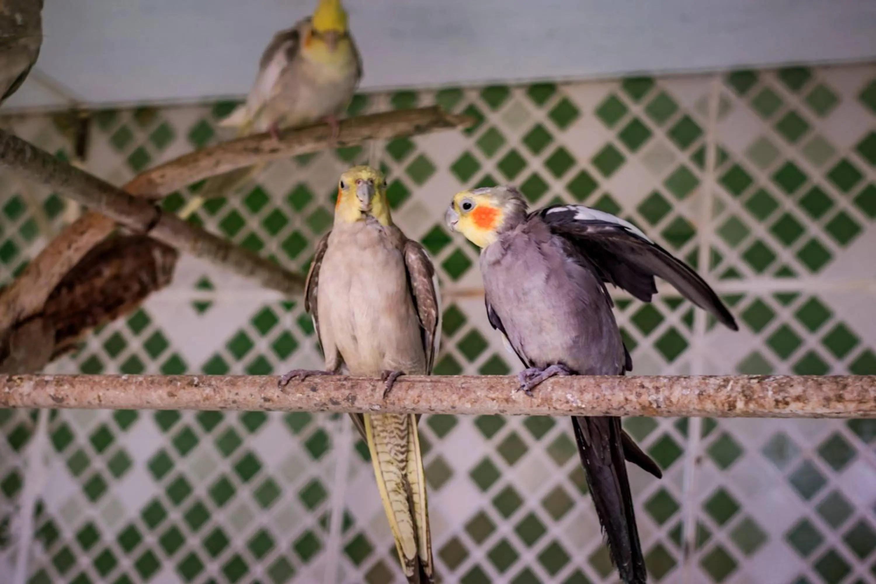 Animals in Flats Tartaruga Búzios