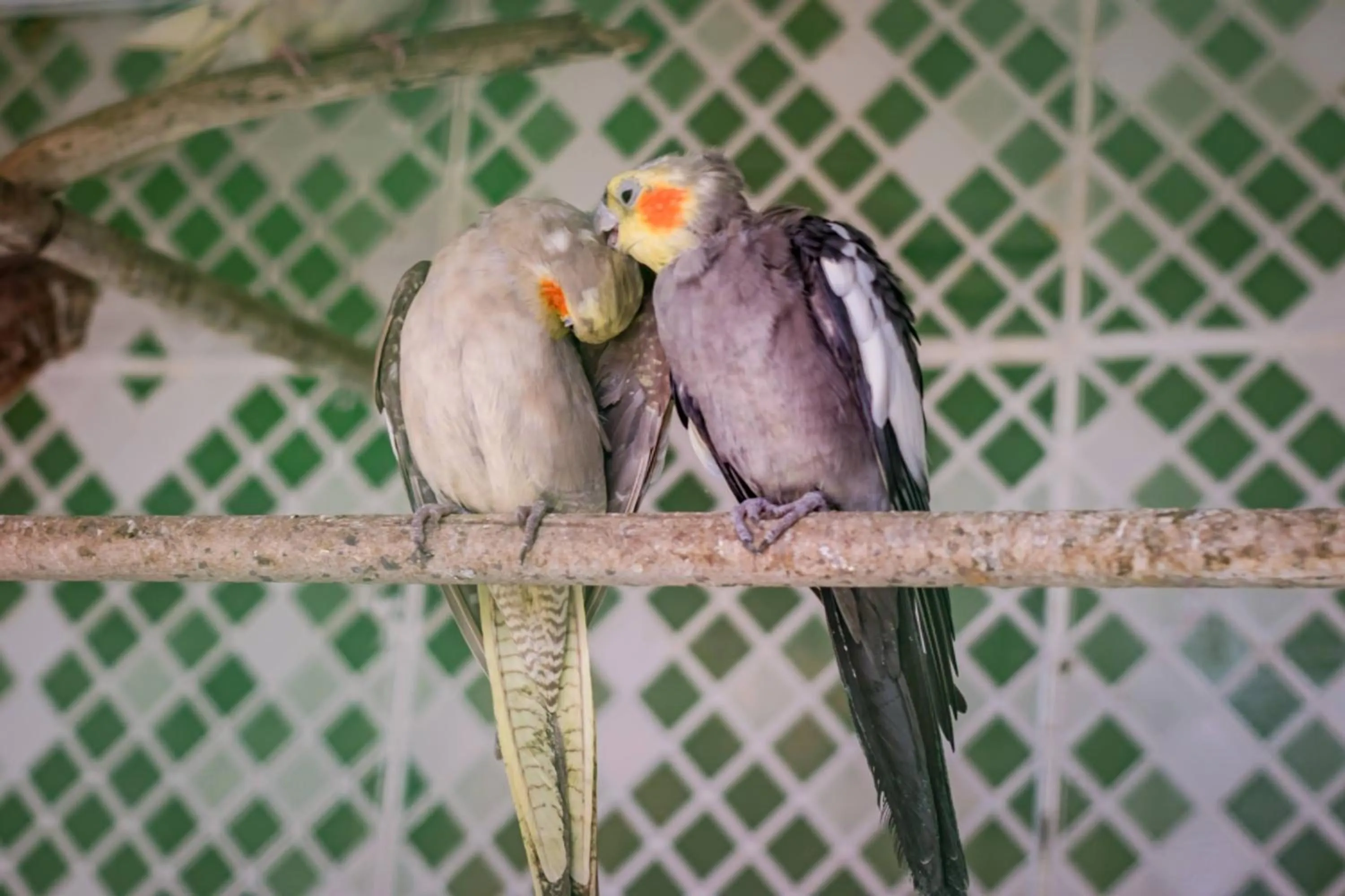 Animals in Flats Tartaruga Búzios