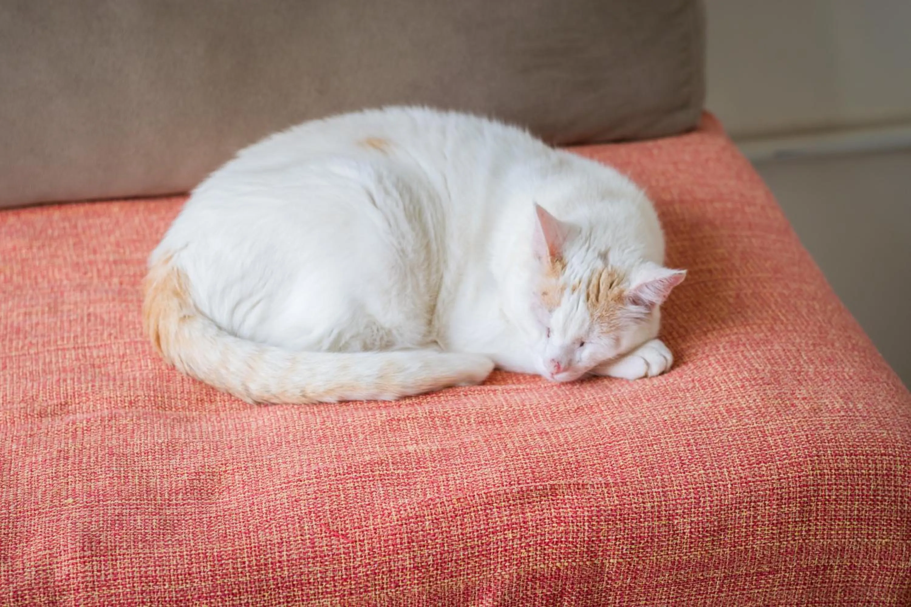 Pets in Flats Tartaruga Búzios