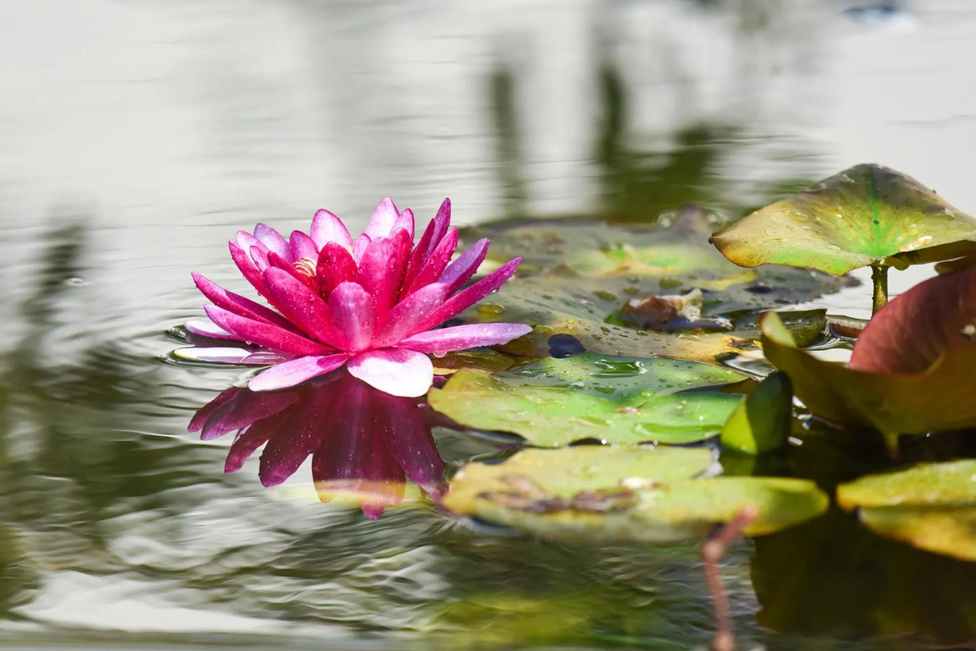 Garden view in Portemilio Hotel & Resort