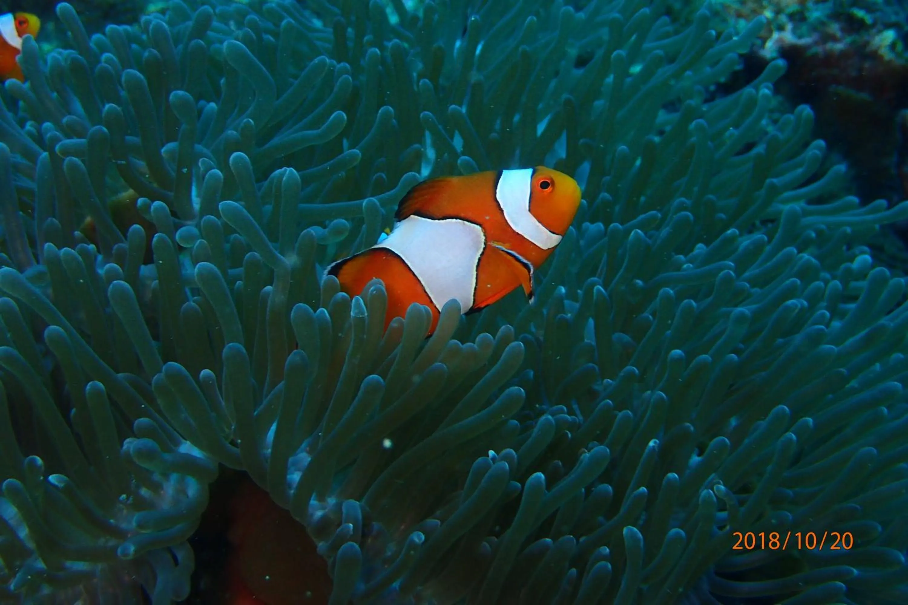 Animals in Zeavola Resort