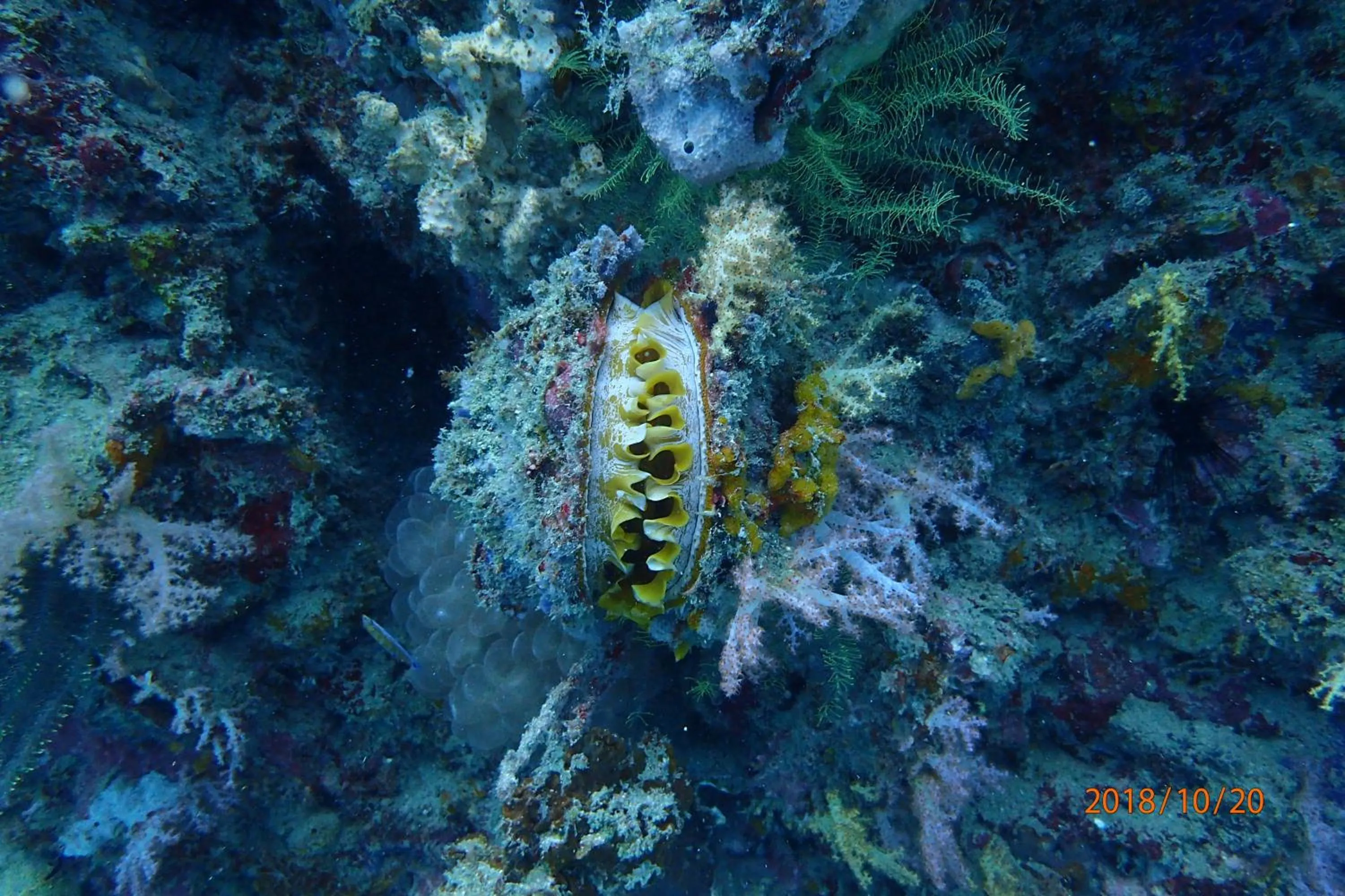 Animals in Zeavola Resort