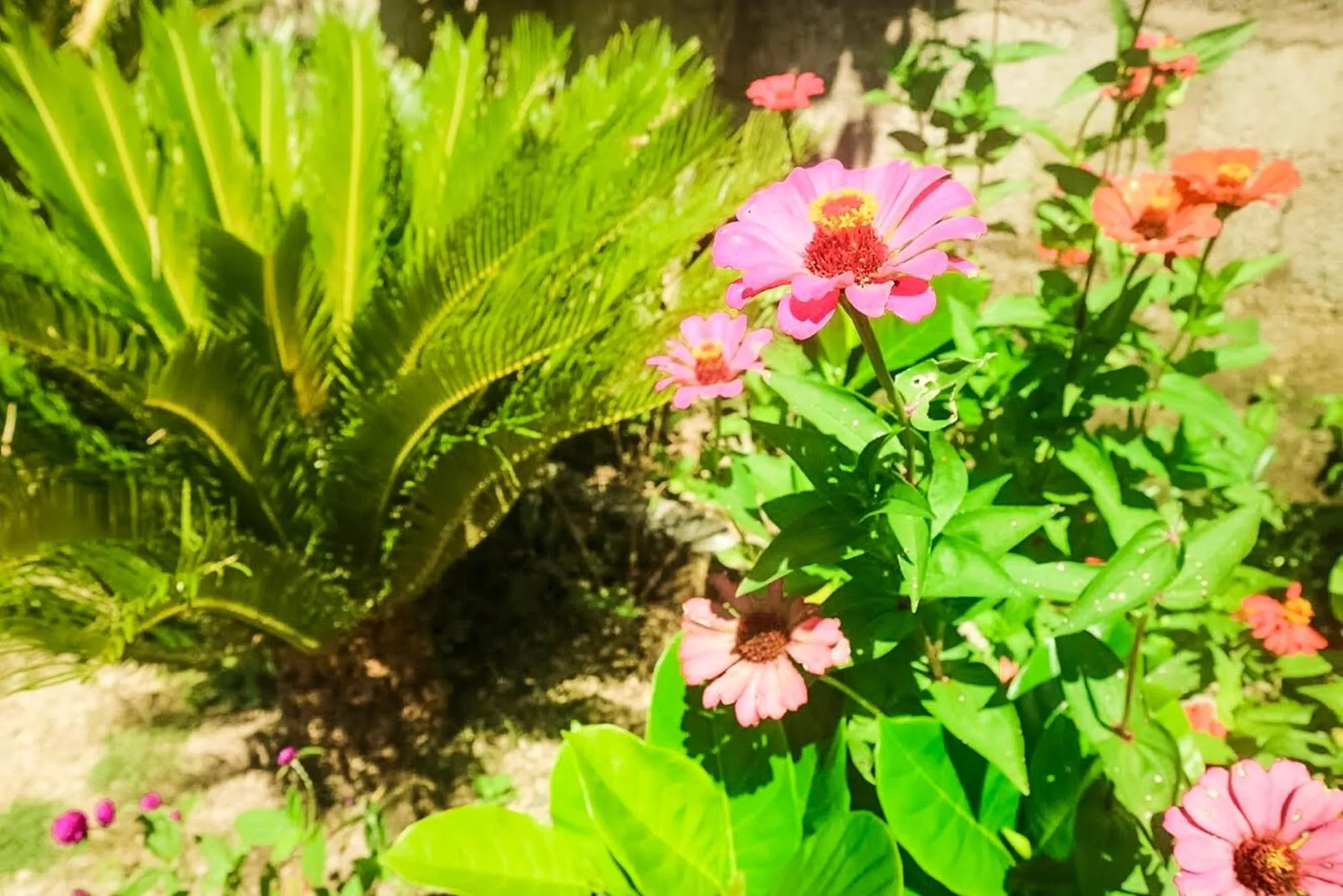 Garden in Nyuh Kadah Guest House