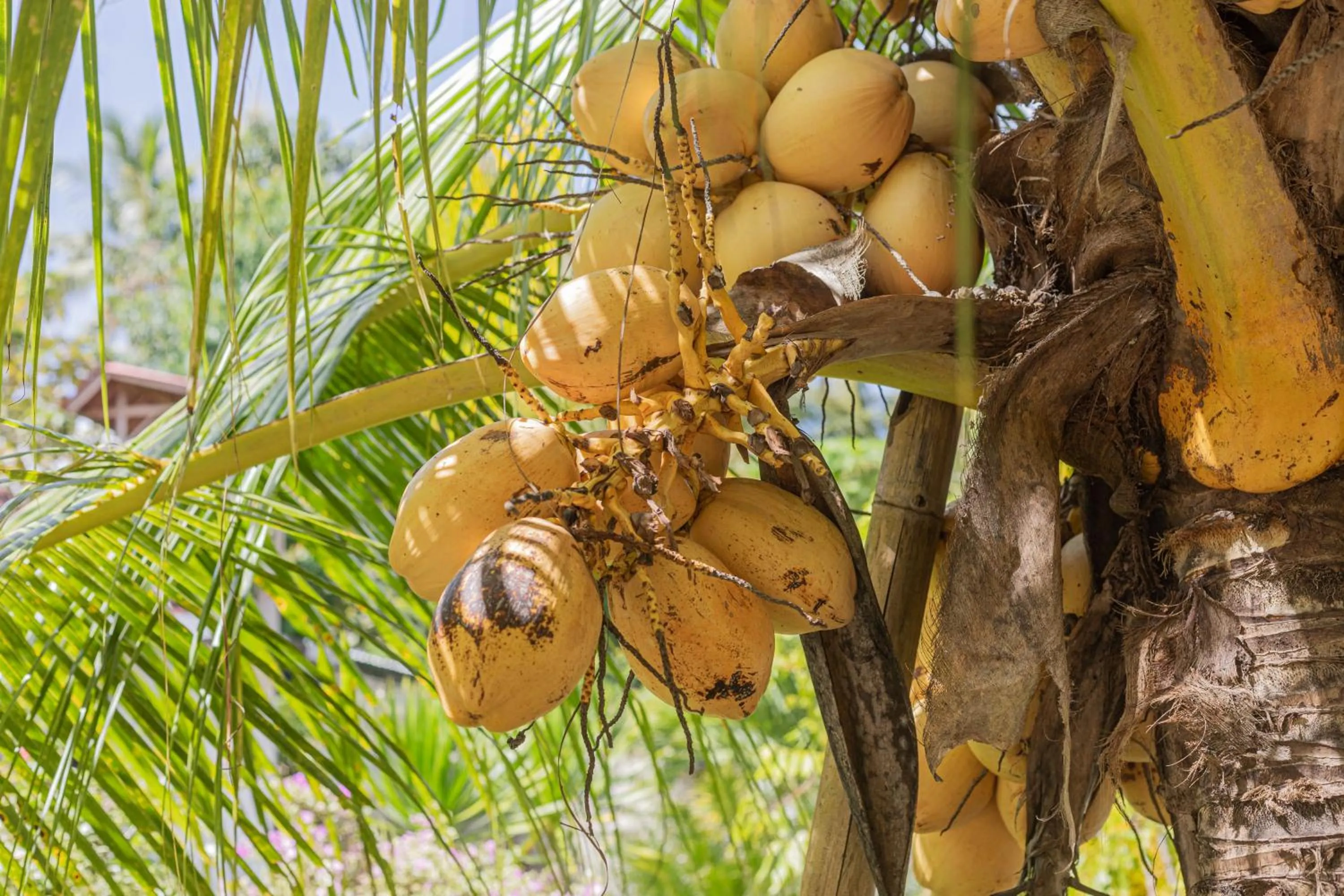 View (from property/room) in Nyuh Kadah Guest House