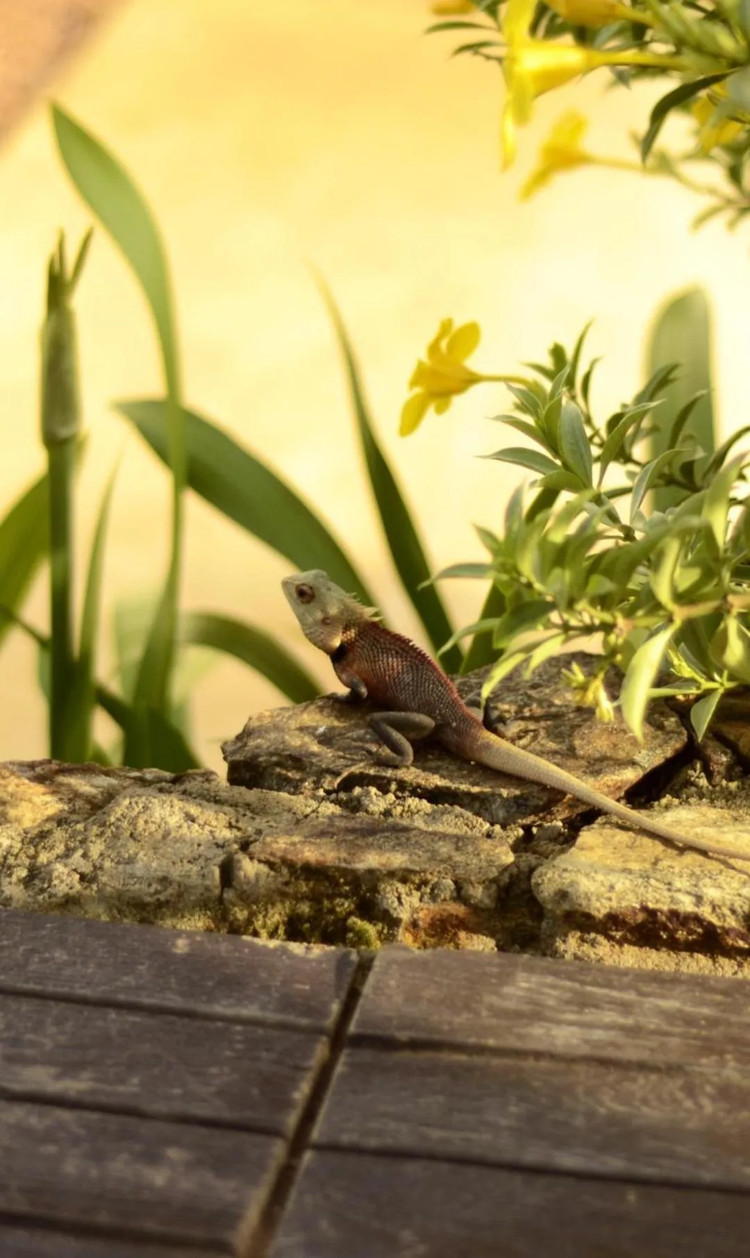 Animals in Handun Villas