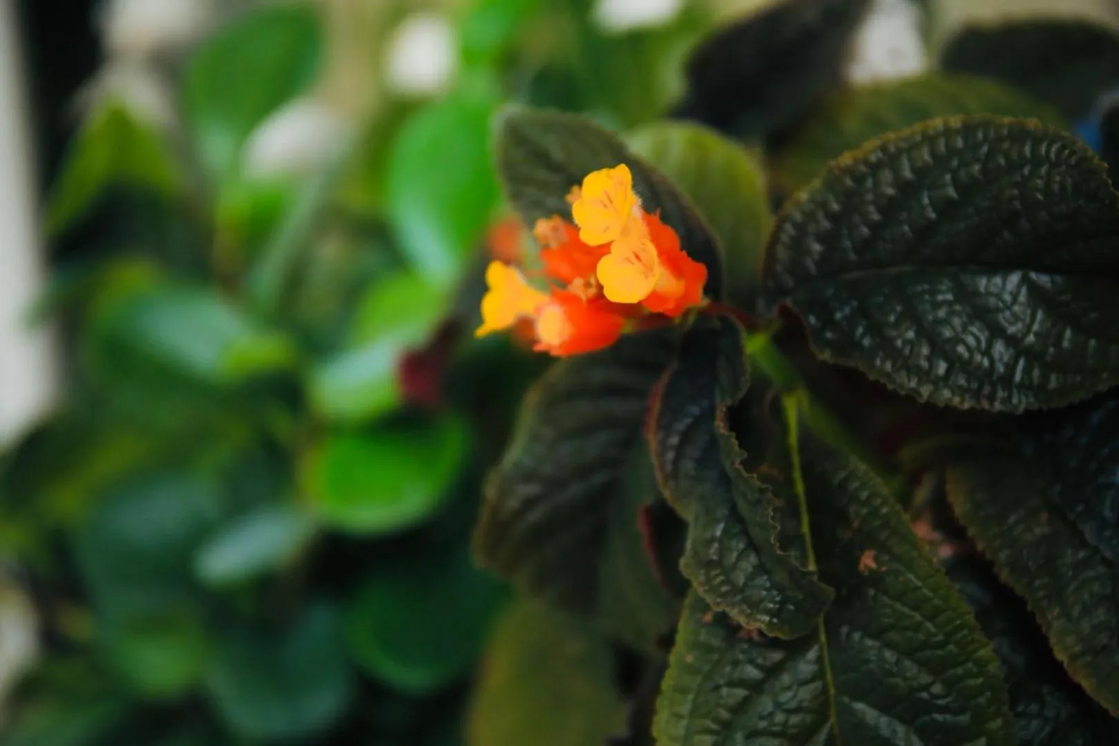 Garden in Midsummer Thulusdhoo