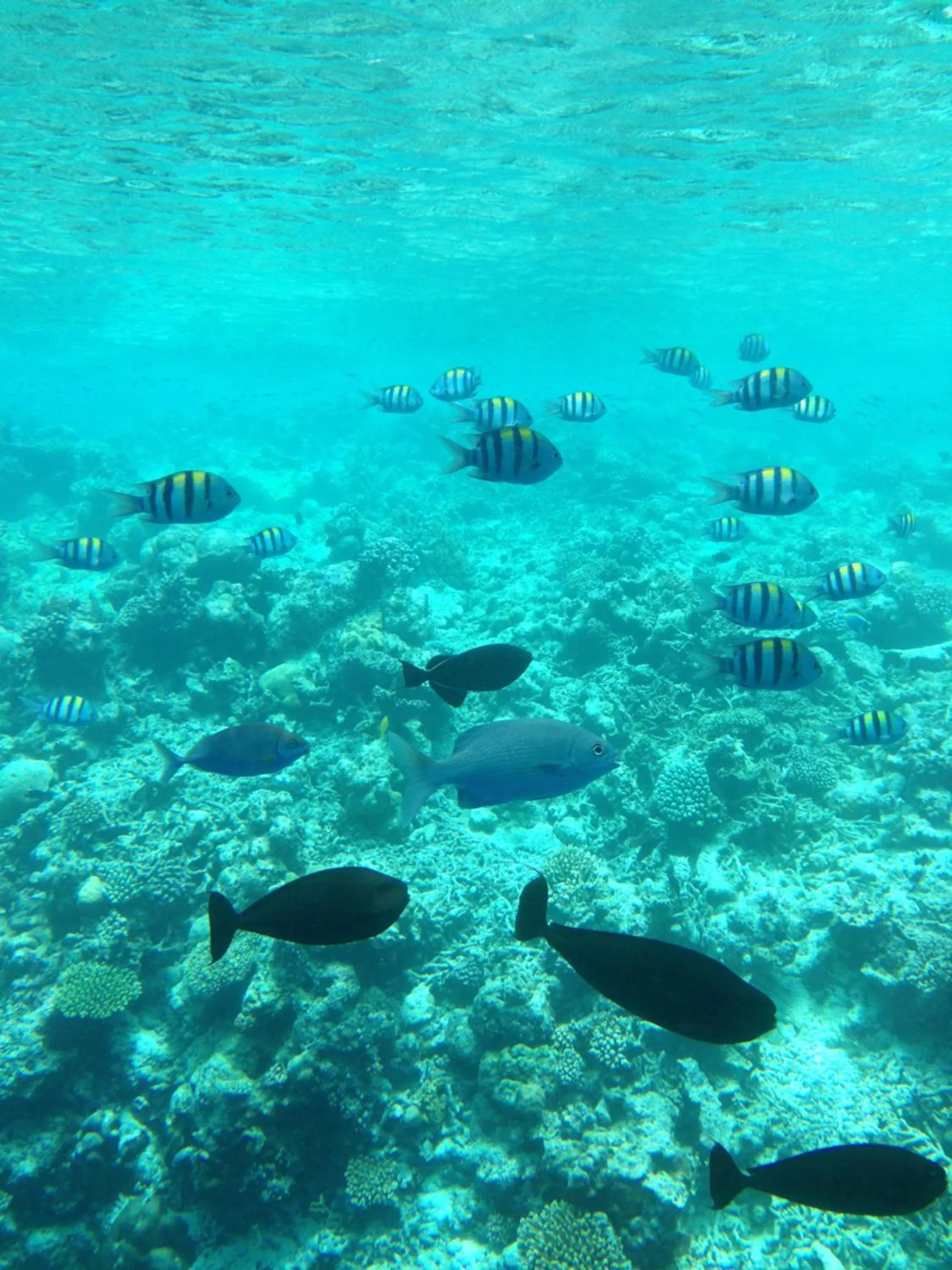 Natural landscape in Midsummer Thulusdhoo