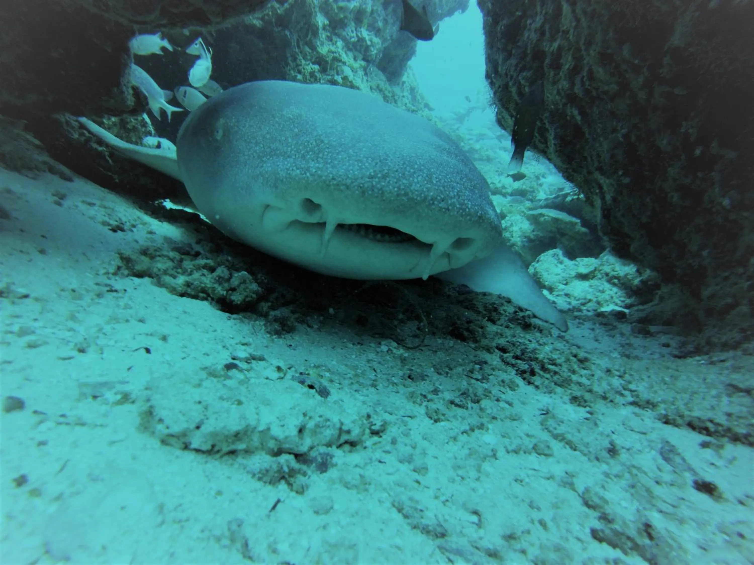 Property building in Midsummer Thulusdhoo