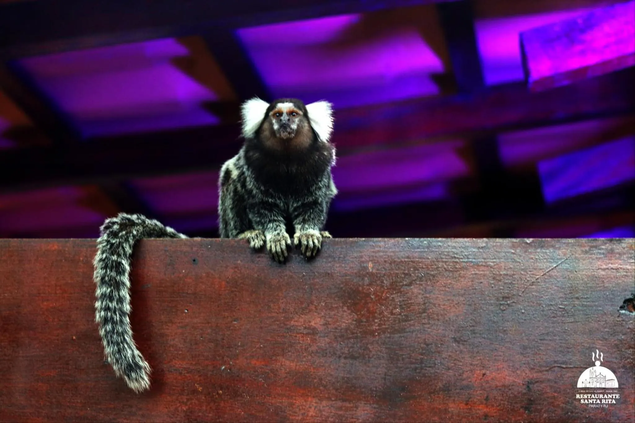Animals in Che Lagarto Paraty
