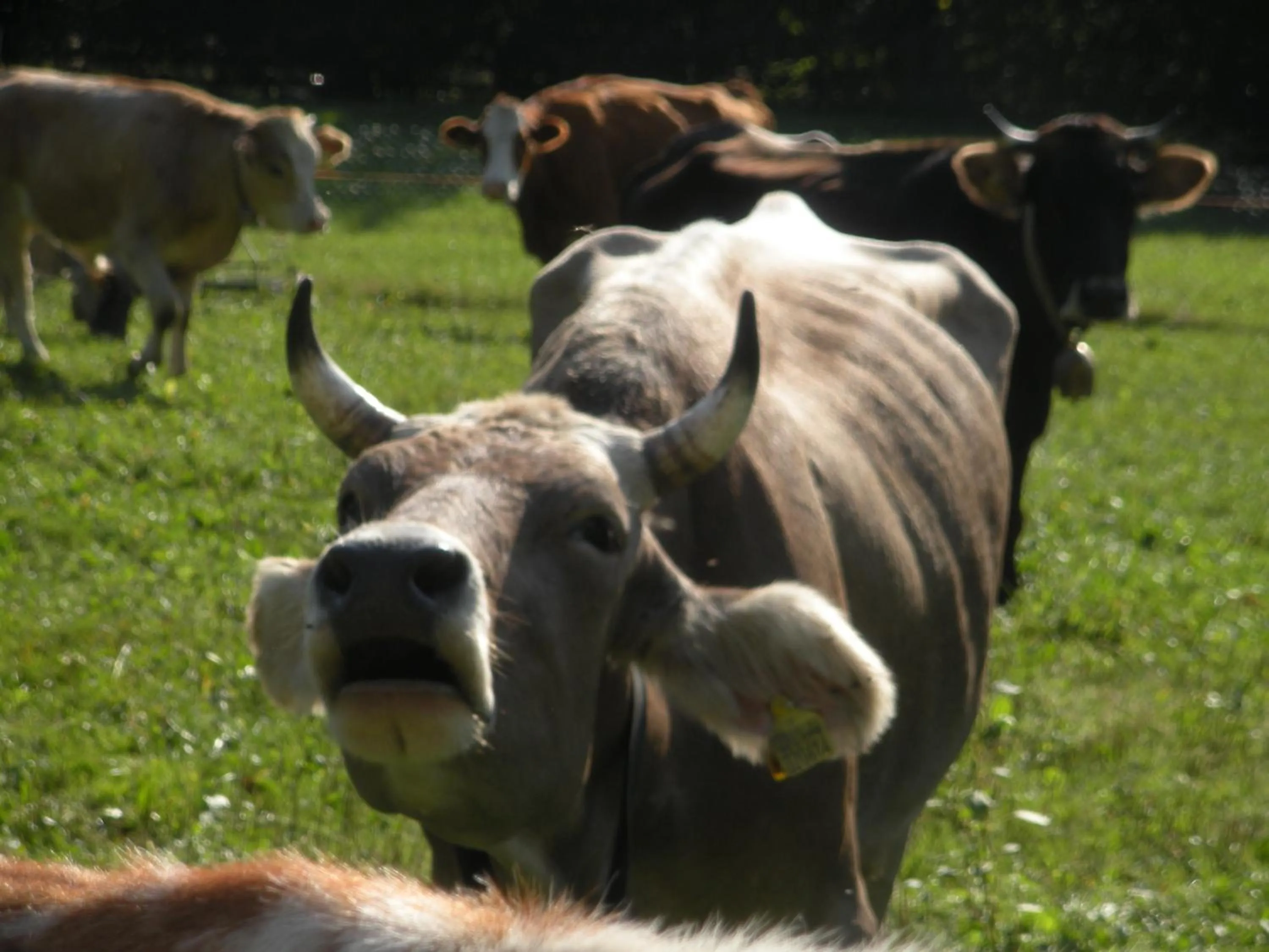 Other in Albergo Maggiorina