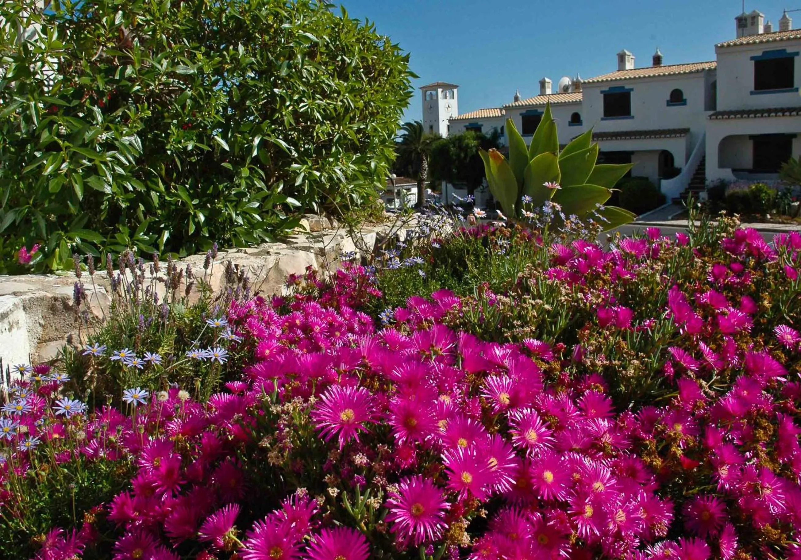 Spring in Turiquintas