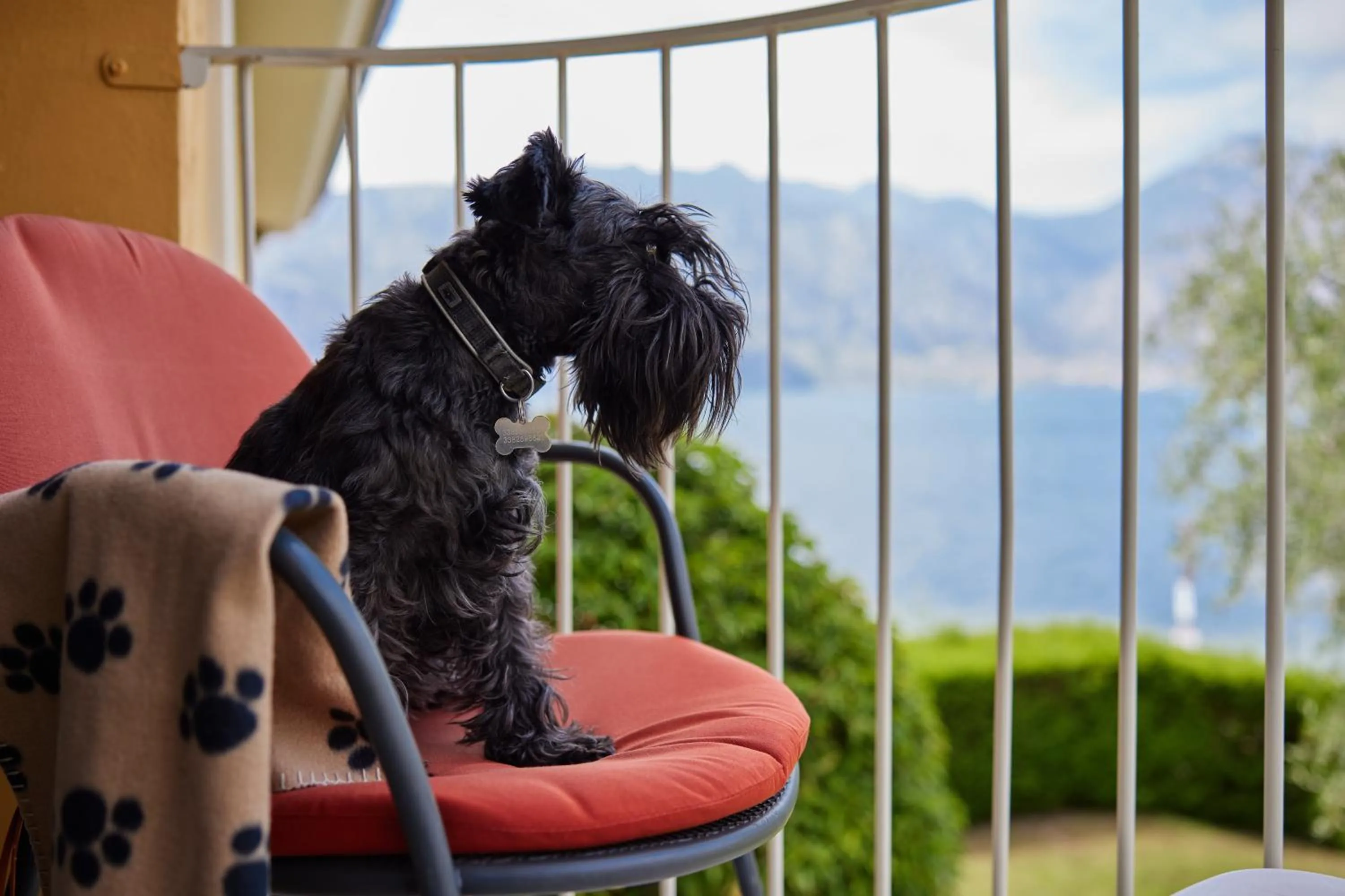 Pets in Hotel Europa