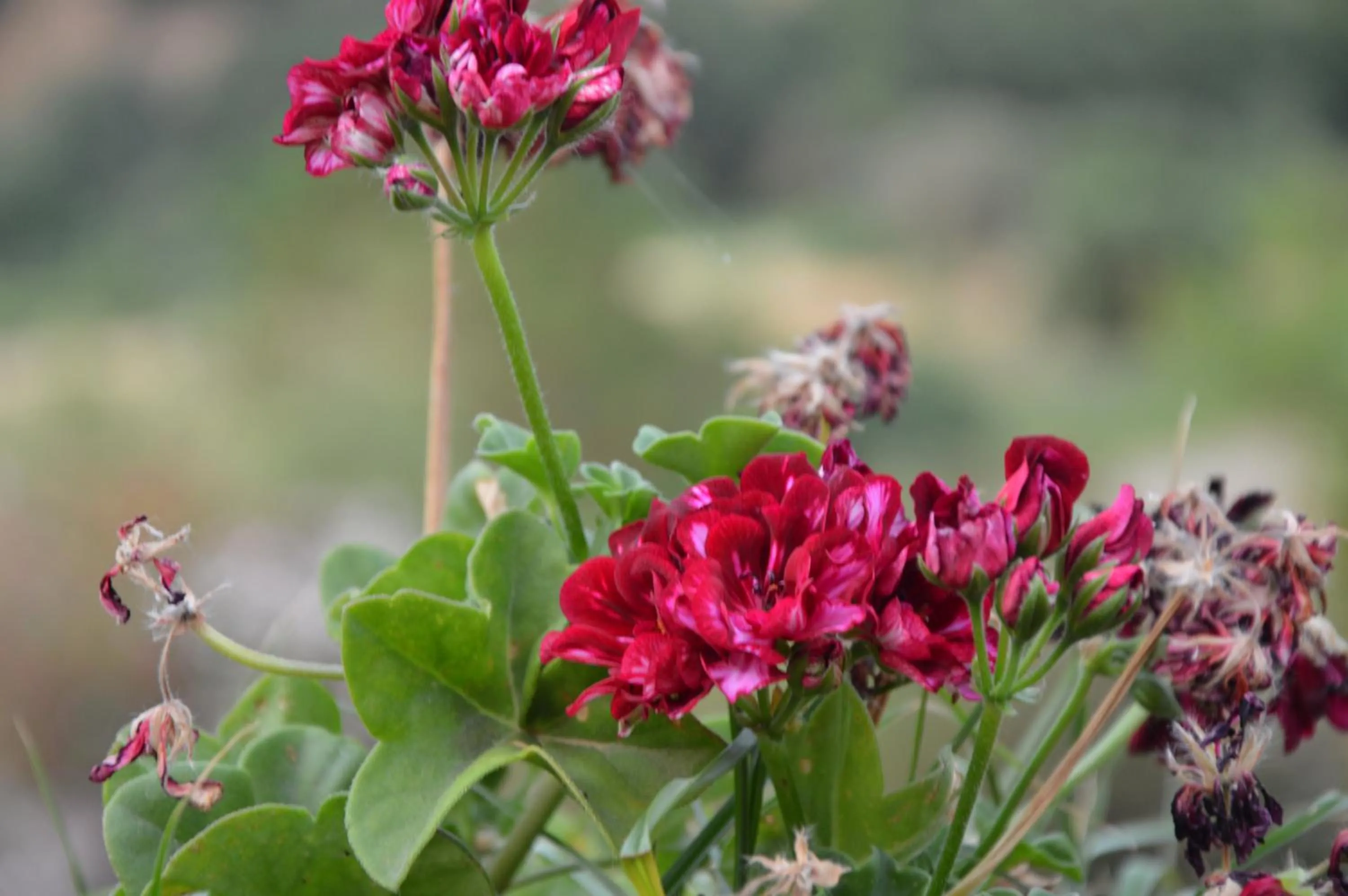 Property building in Residence Verde Blu