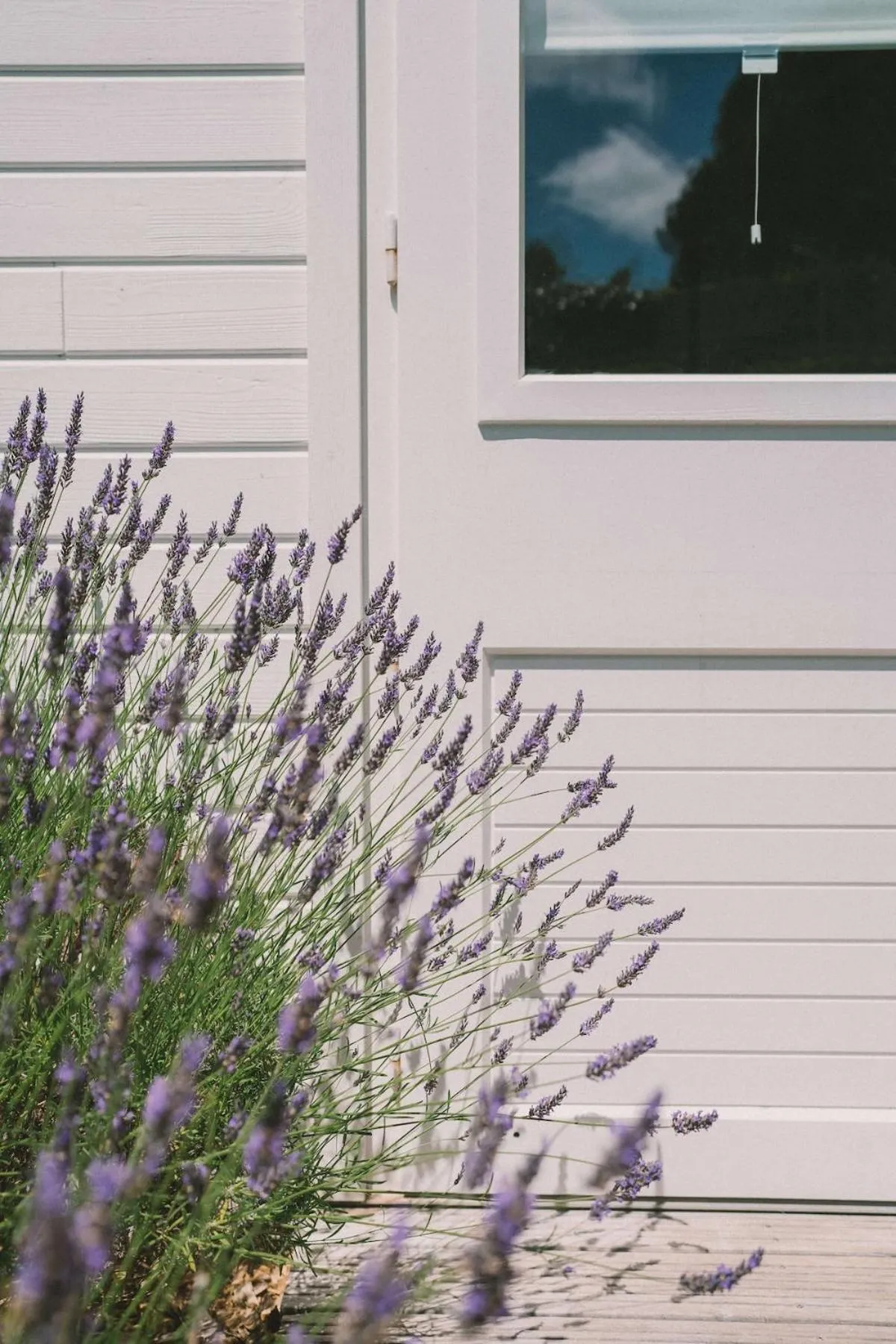 Garden in Villa Tri Men