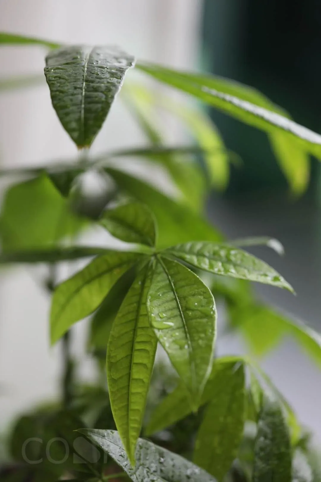 Shanghai Cosmo World Union Service Apartment