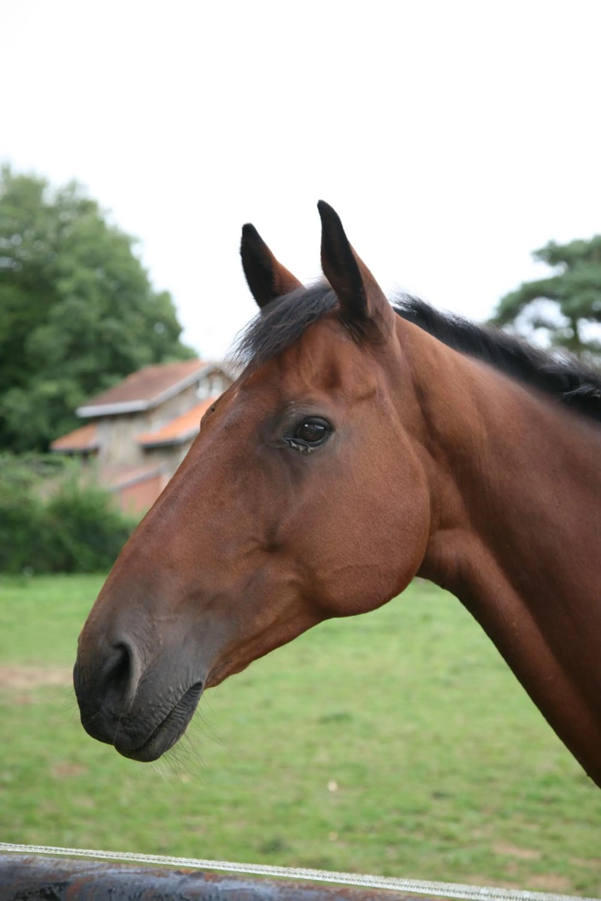 Garden in Domaine de Chantemerle