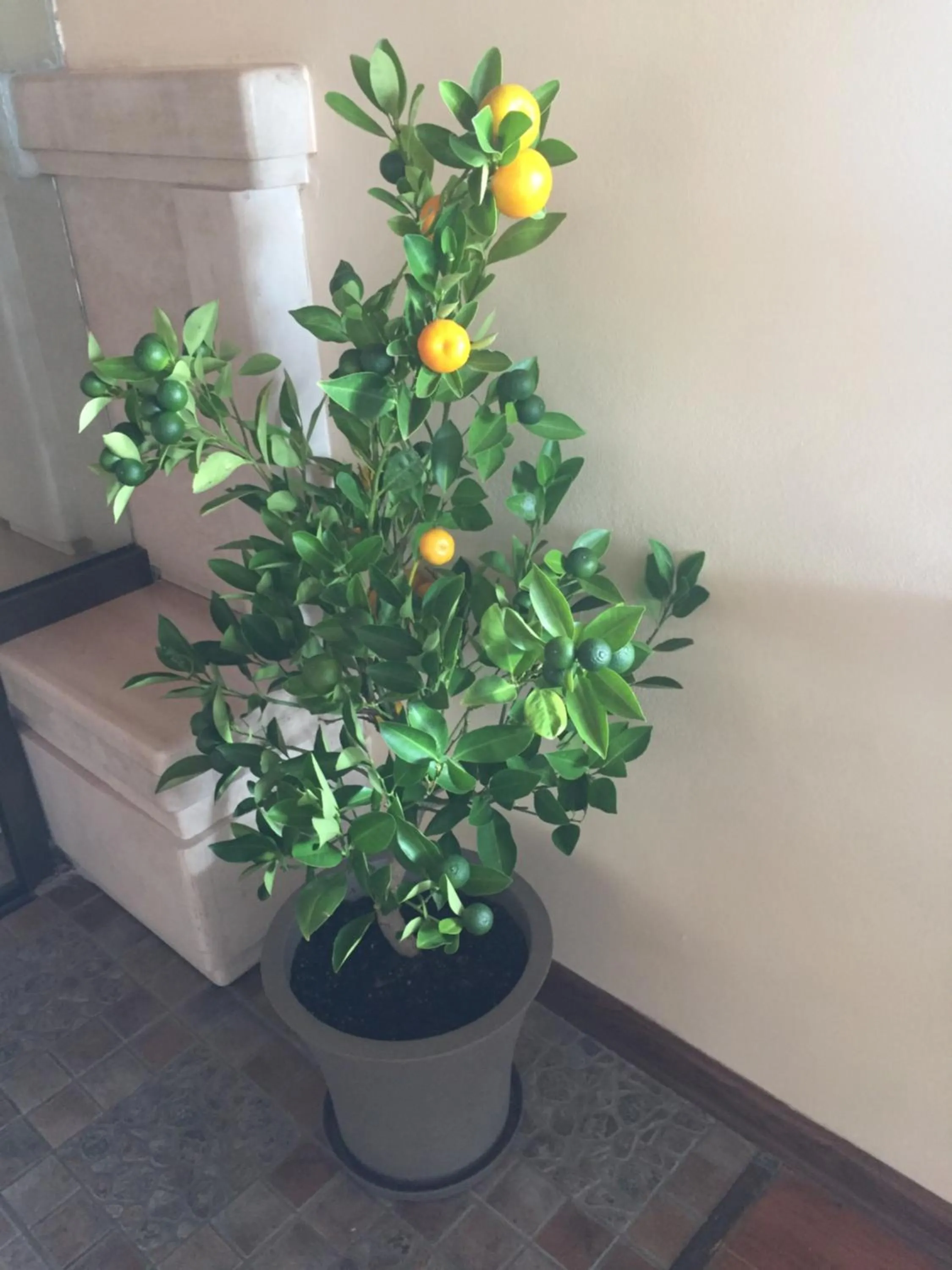 Restaurant/places to eat in White House Family Hotel Spa zone