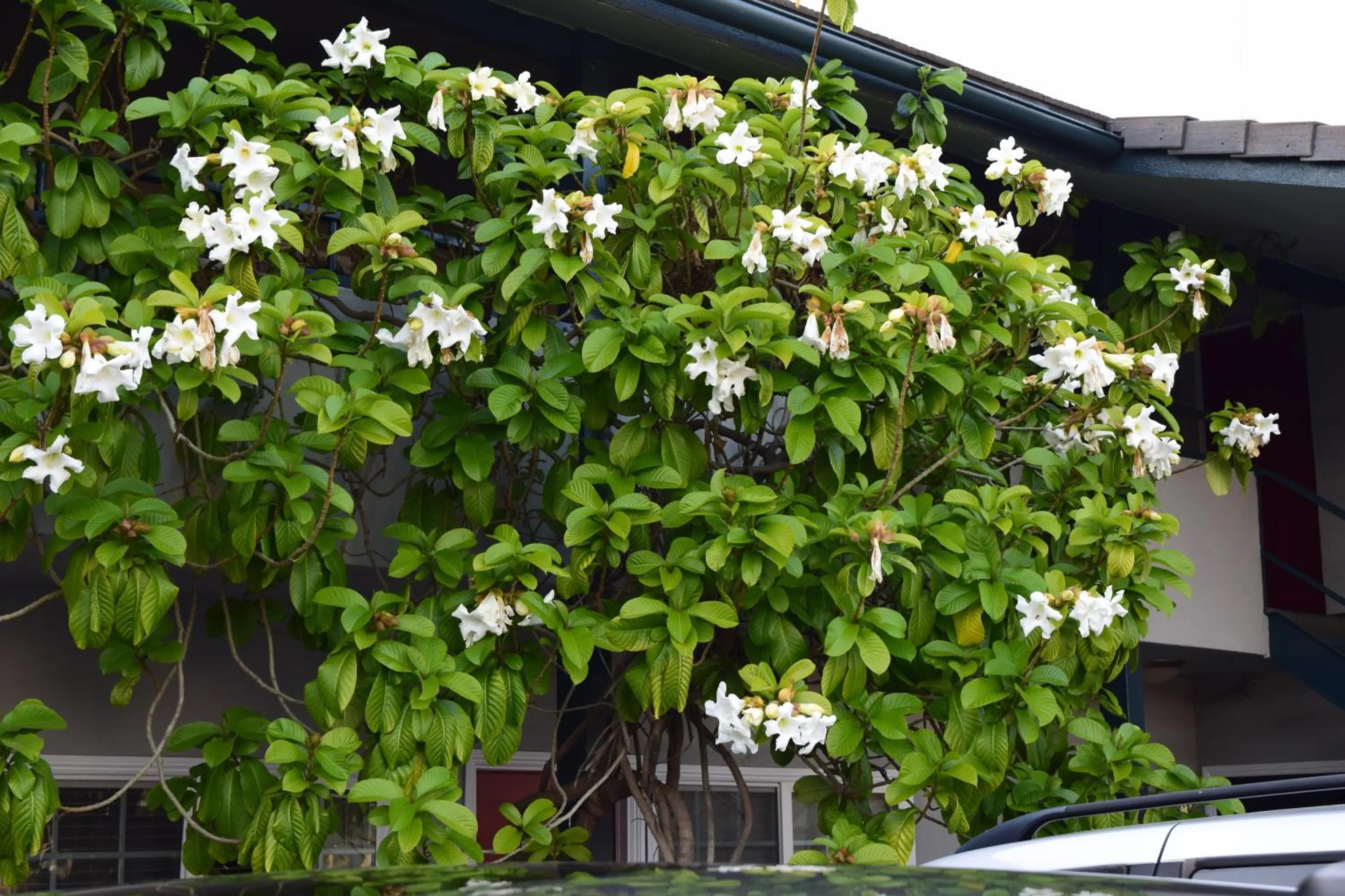 Decorative detail in Rose Garden Inn