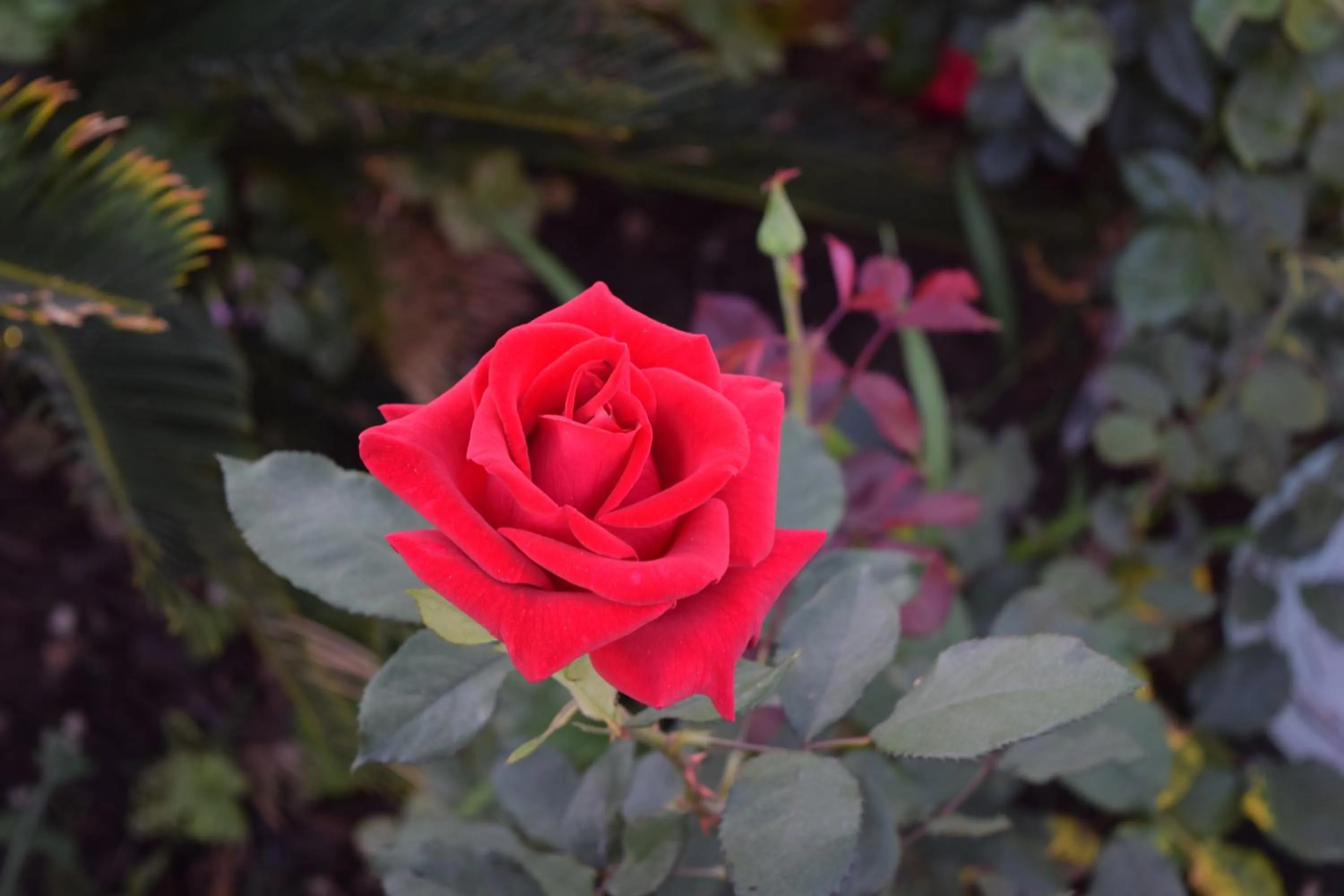 Other in Rose Garden Inn