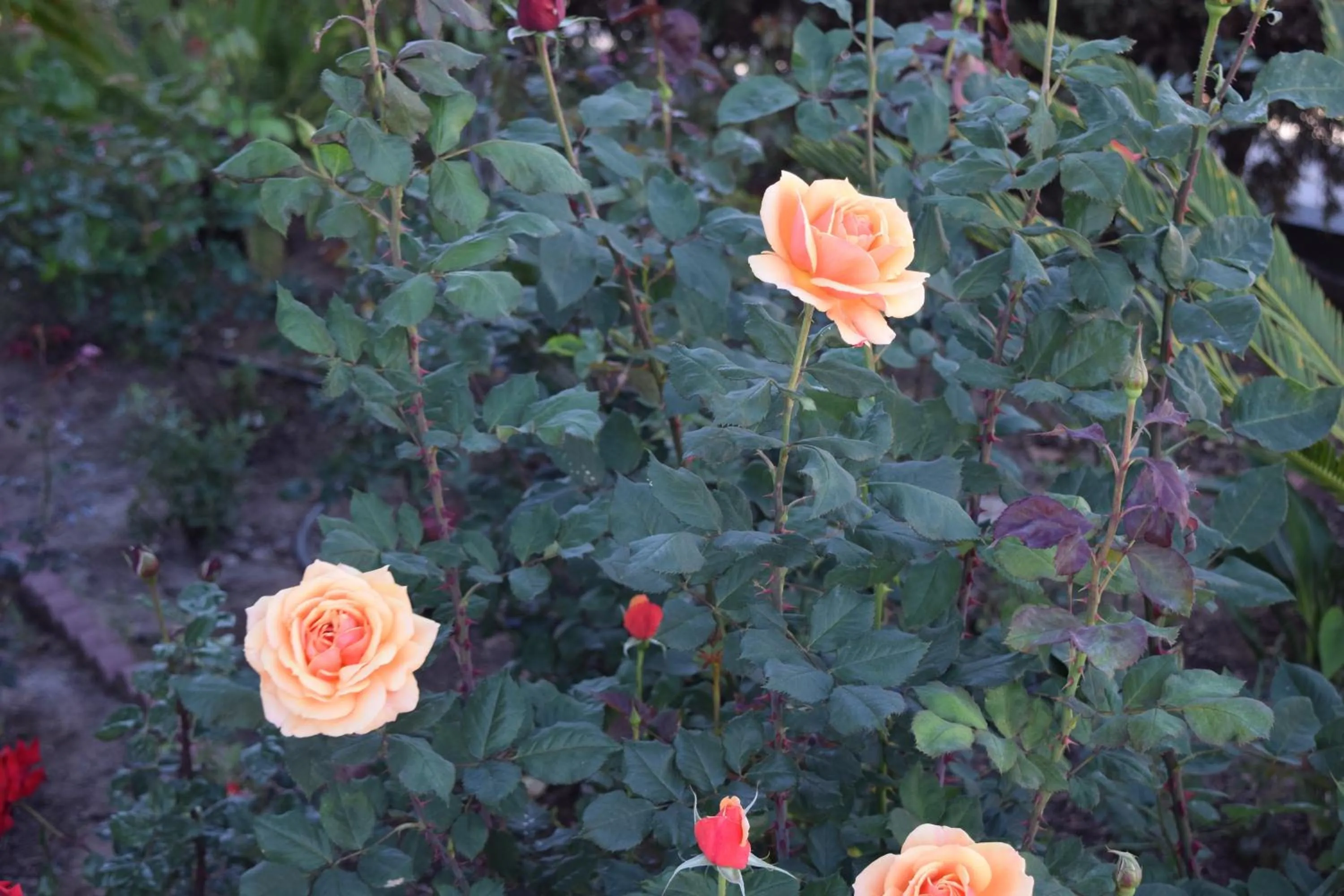 Other in Rose Garden Inn