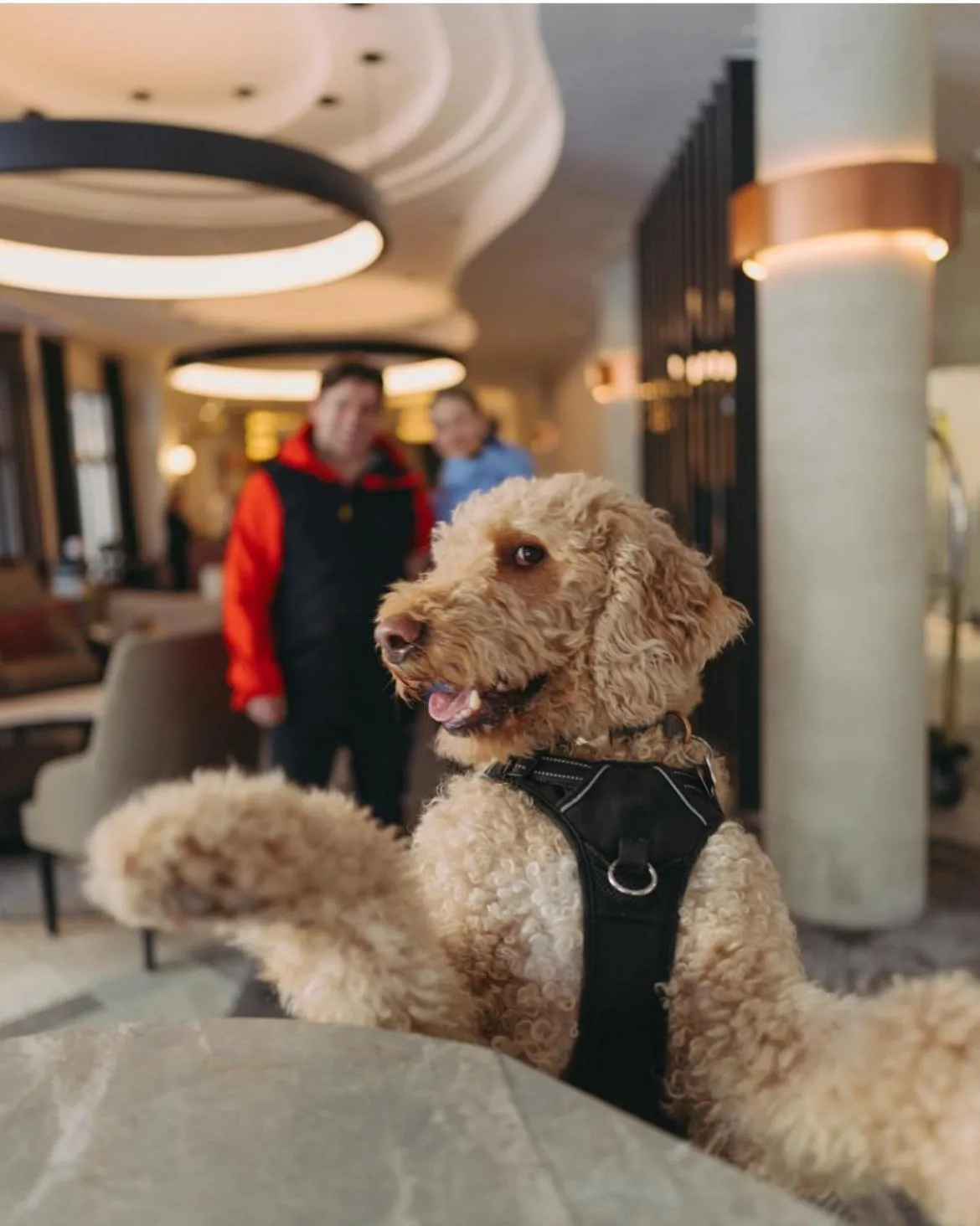 Pets in Le Westin Tremblant