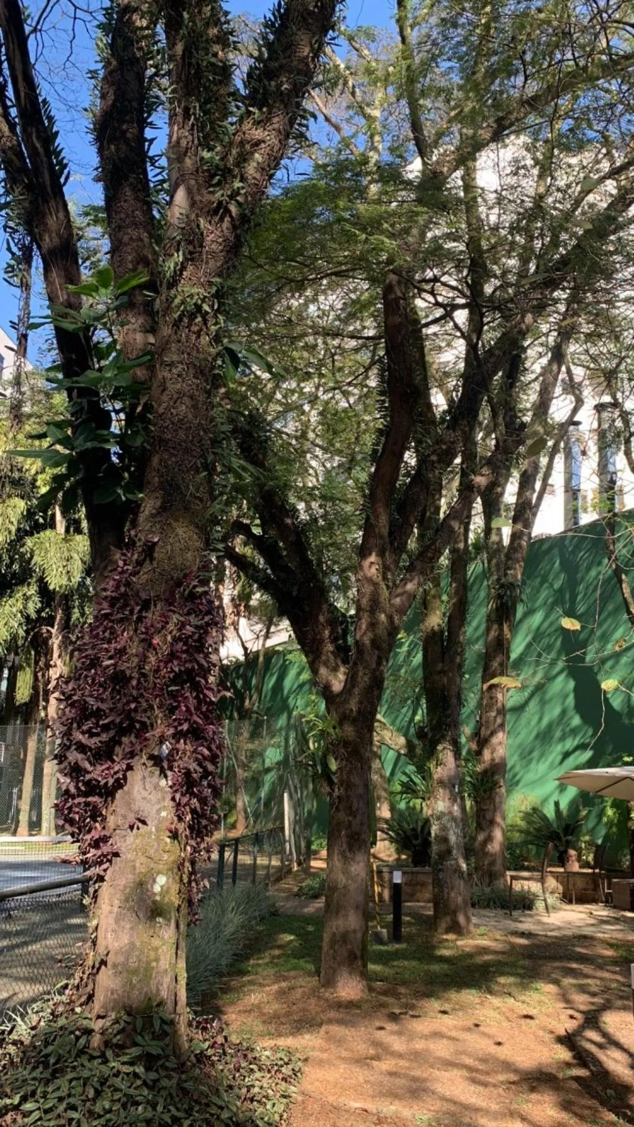 Garden in Blue Tree Premium Verbo Divino - Nações Unidas