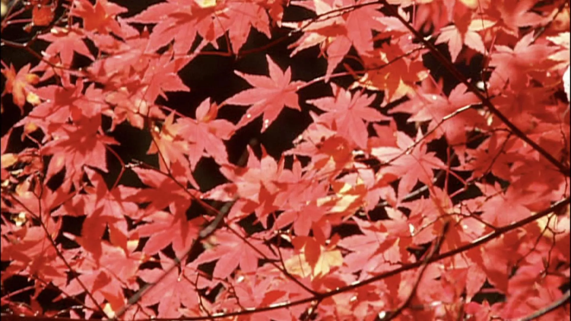 Autumn in Dormy Inn Kurashiki Natural Hot Spring