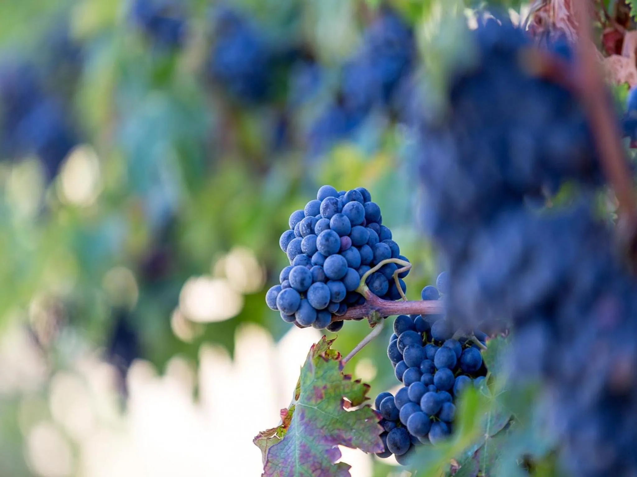 Natural landscape in Agriturismo Il Sapore Della Luna