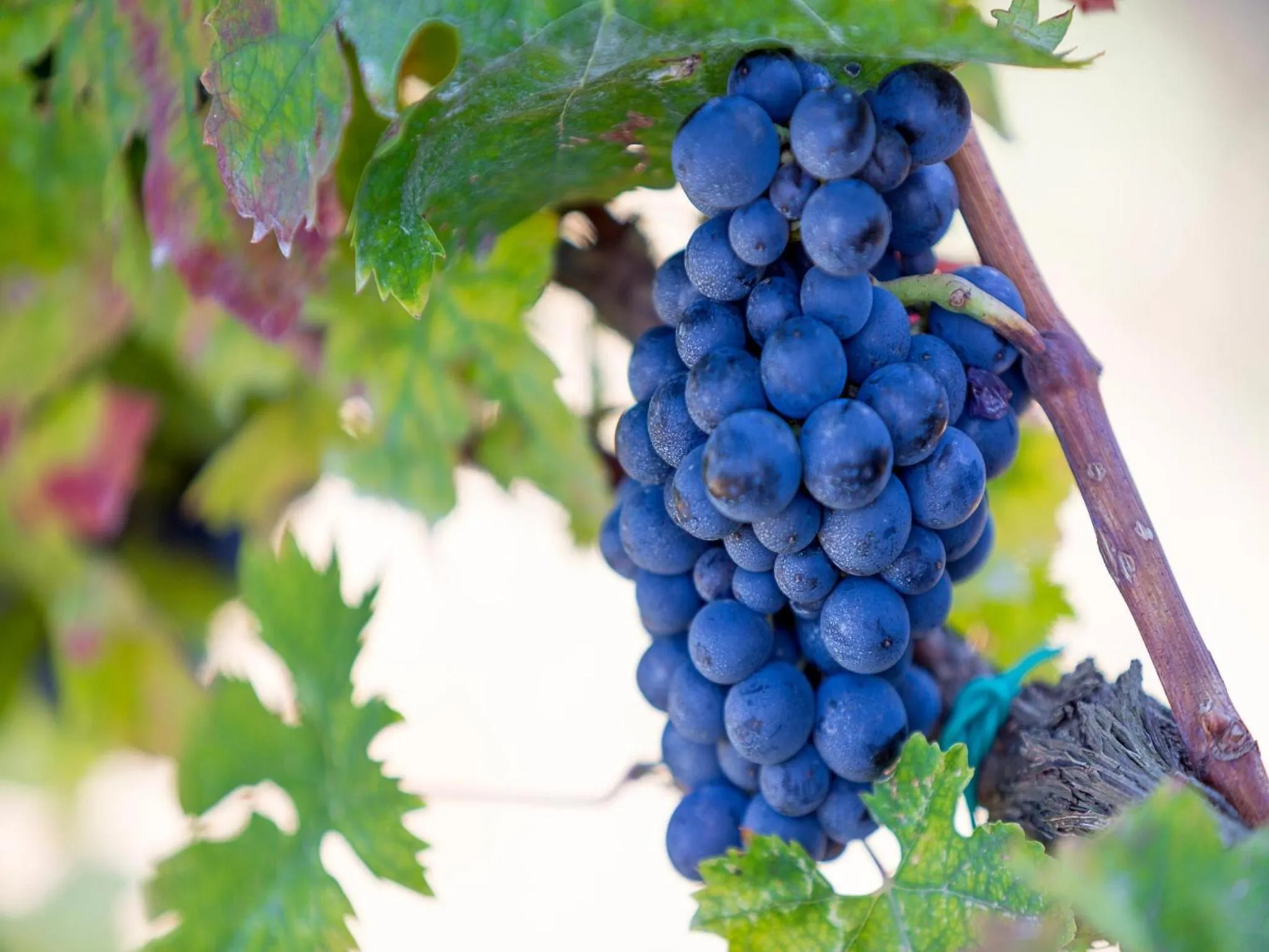 Other in Agriturismo Il Sapore Della Luna