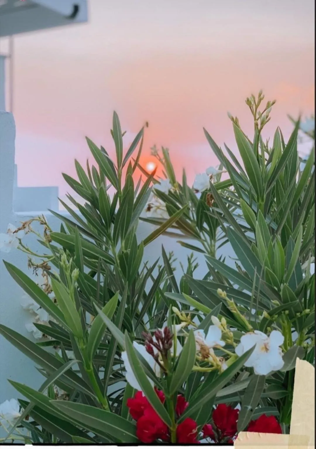 Natural landscape in Nautilus Beach House