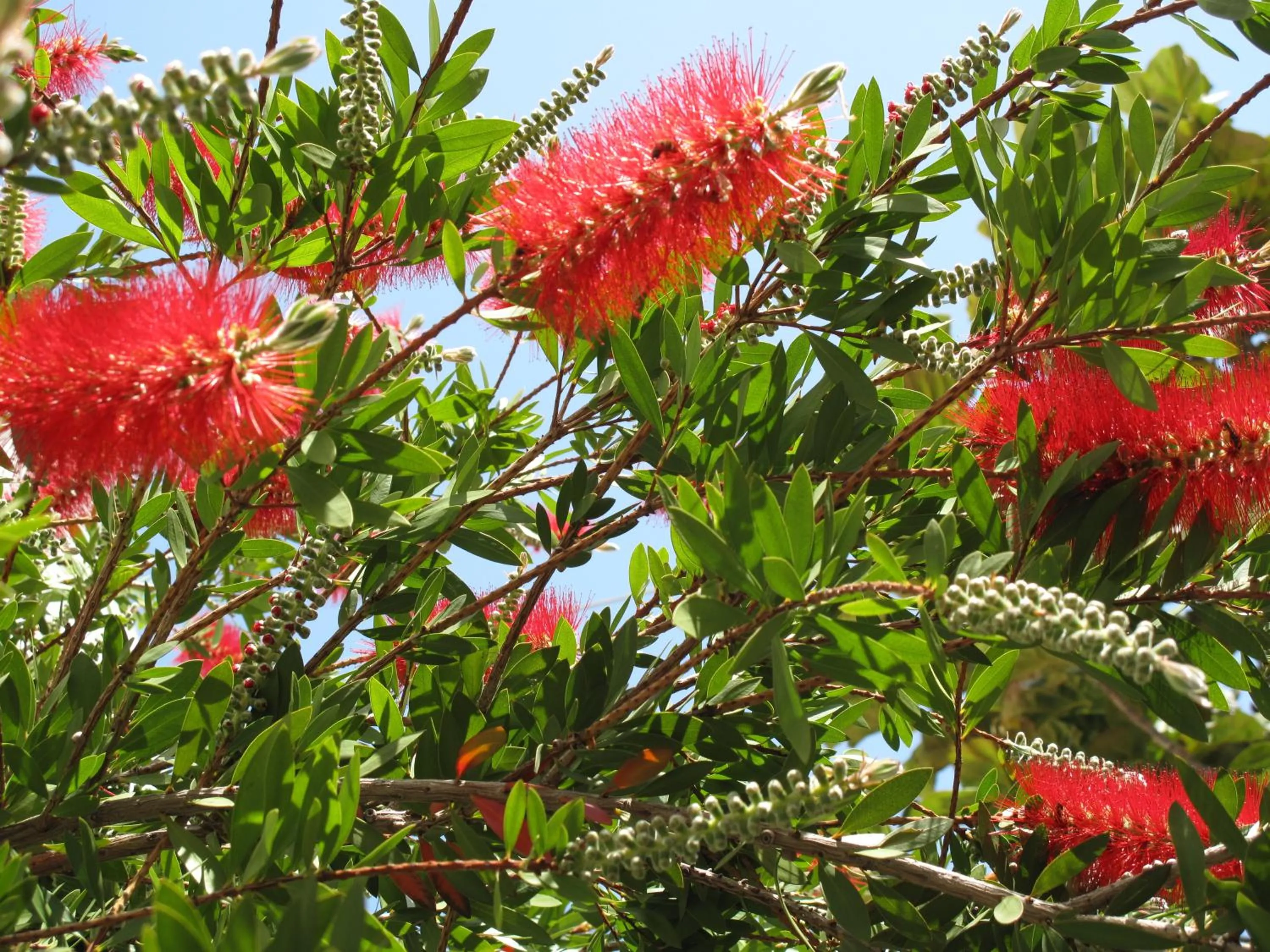 Garden in Esplanade Apartments - Heated Pool