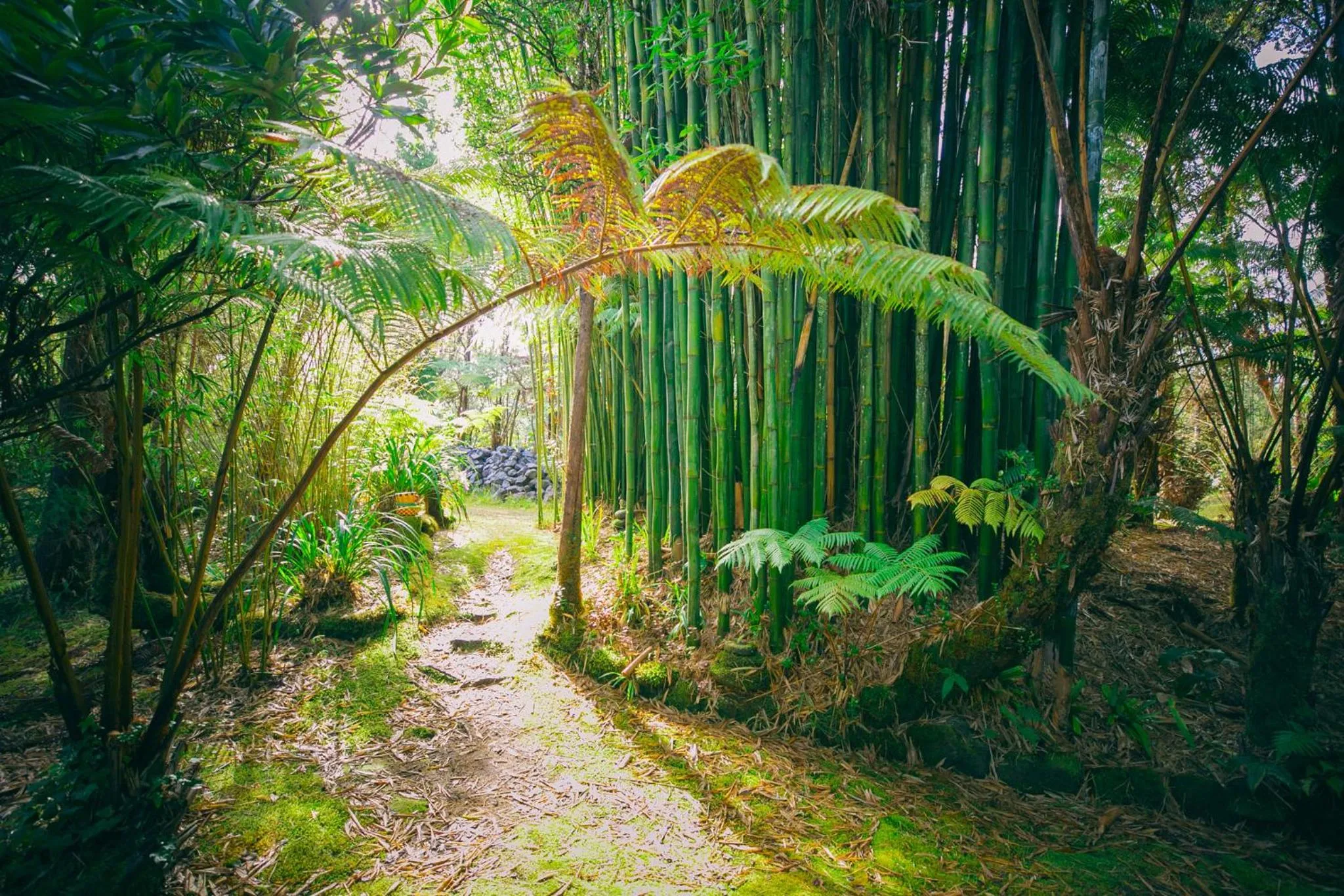 Property building in Volcano Teapot Cottage