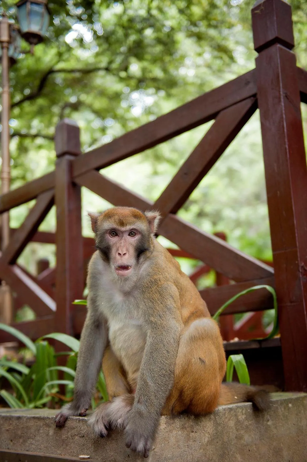 Animals in Guilin Crystal Crescent Moon Hotel