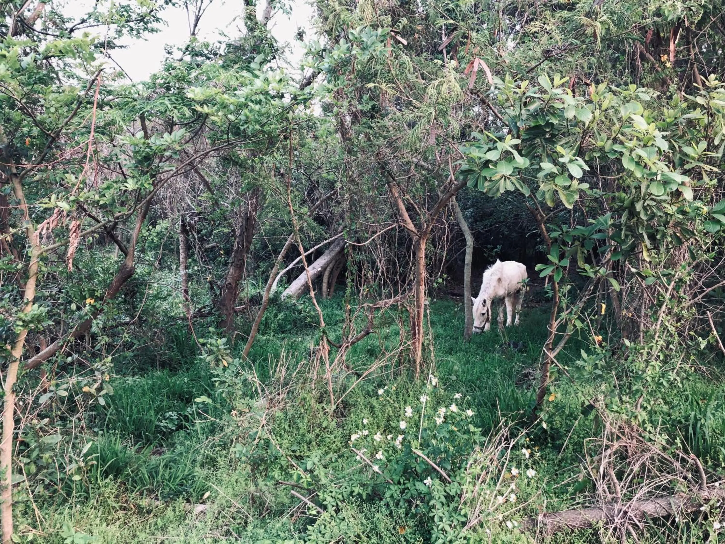 Other in Live Guest House